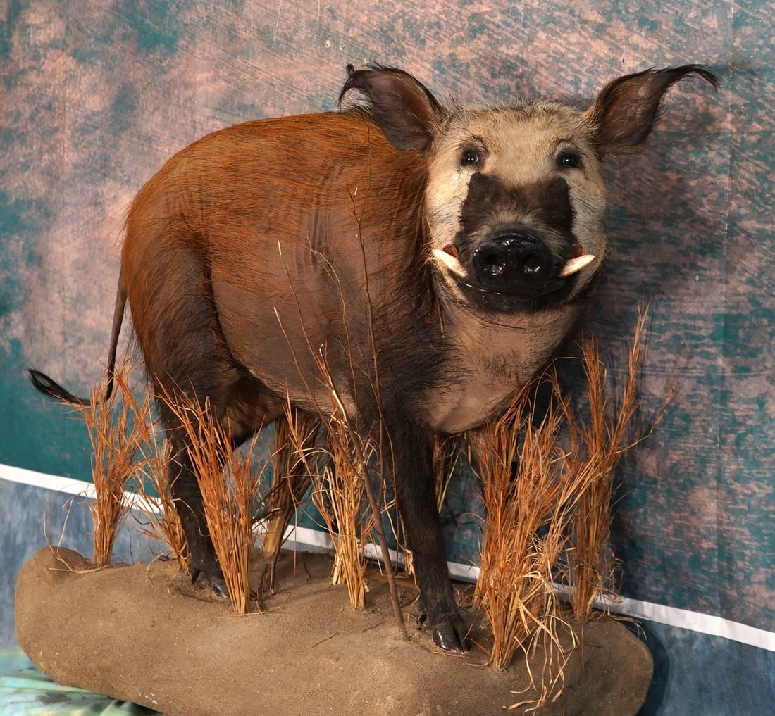 Central African Red River Hog Full Body Taxidermy Mount in Habitat (1 of 3)