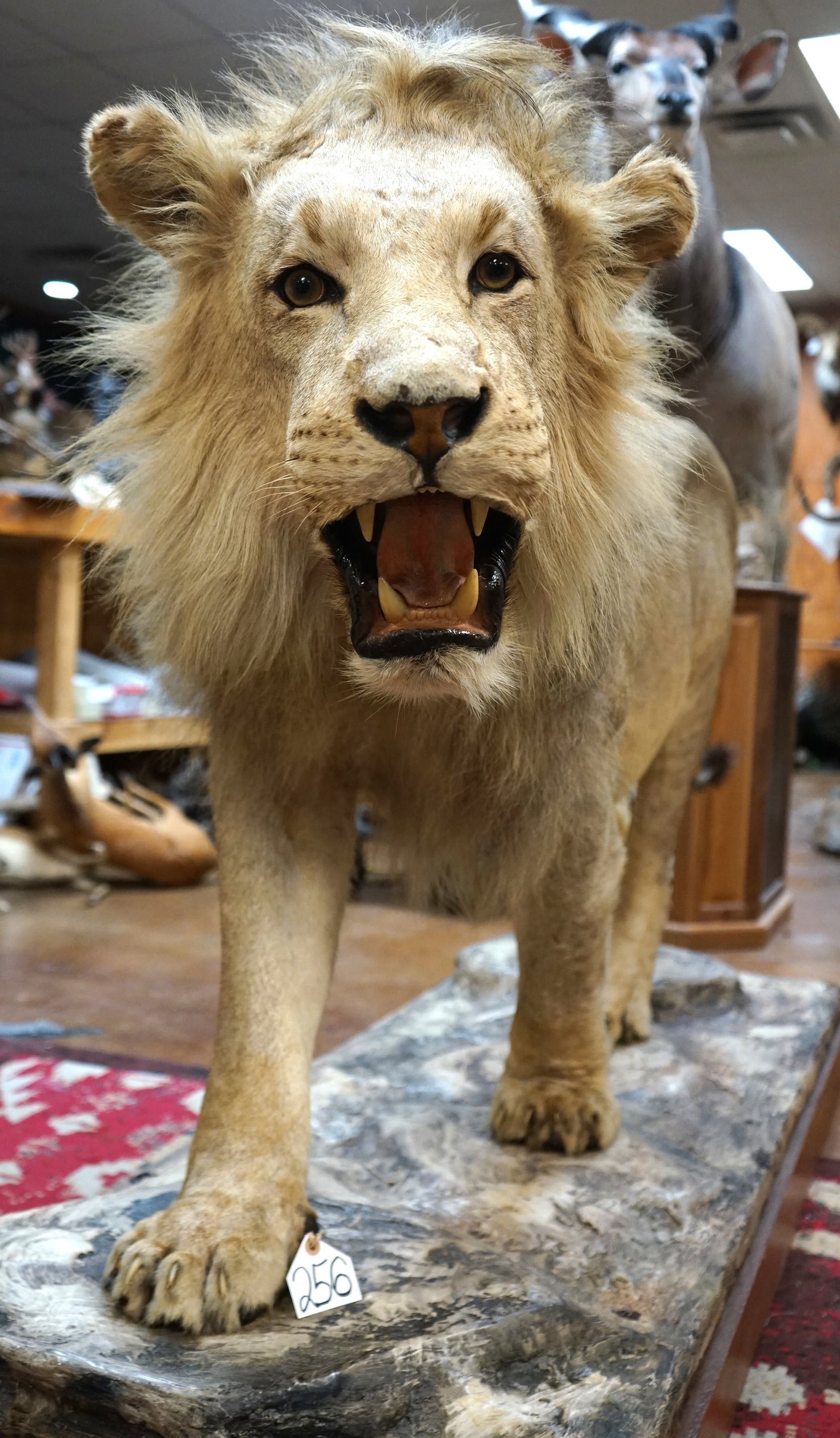 African Lion Full Body Taxidermy Mount **TEXAS RESIDENTS ONLY!**: This mount is clean and in excellent condition. This is an adult male with a good size body, and mane. This is a true Wild Lion harvested in East Africa. The taxidermy is really outstanding , and the 