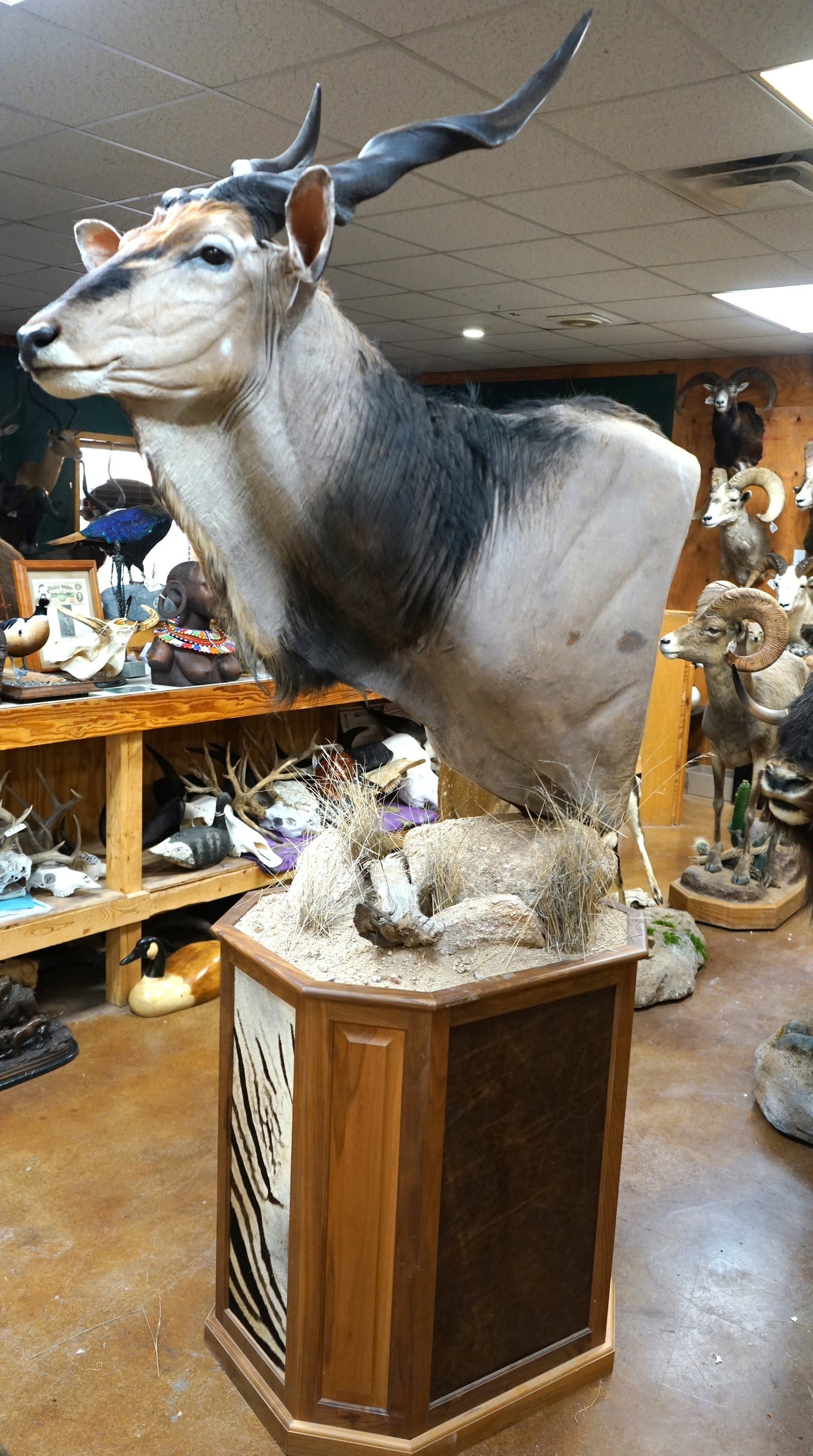 Beautiful African Lord Derby Giant Eland Shoulder Floor Pedestal Taxidermy Mount: This mount is clean and it is mint-like condition. This is a large mature Bull with good size horns. The Pedestal wood work, design, and habitat are excellent. The taxidermy quality is outstanding and