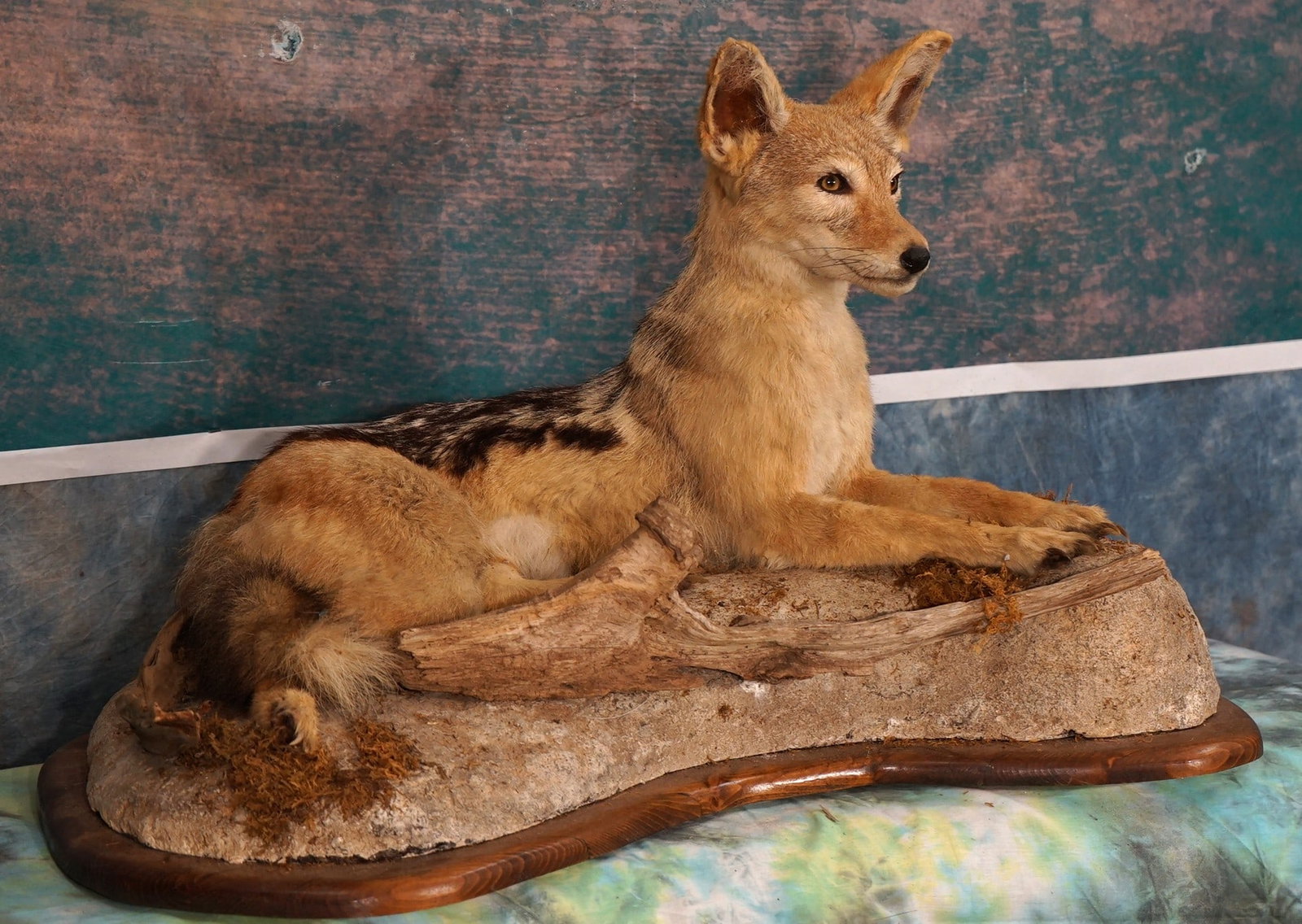 Black Backed Jackal Full Body Taxidermy Mount in Habitat: This mount is clean and it is in excellent condition. The Jackal is in a natural relaxed pose, and is quite lifelike. The mount has good expression. The taxidermy quality is excellent and this mount g