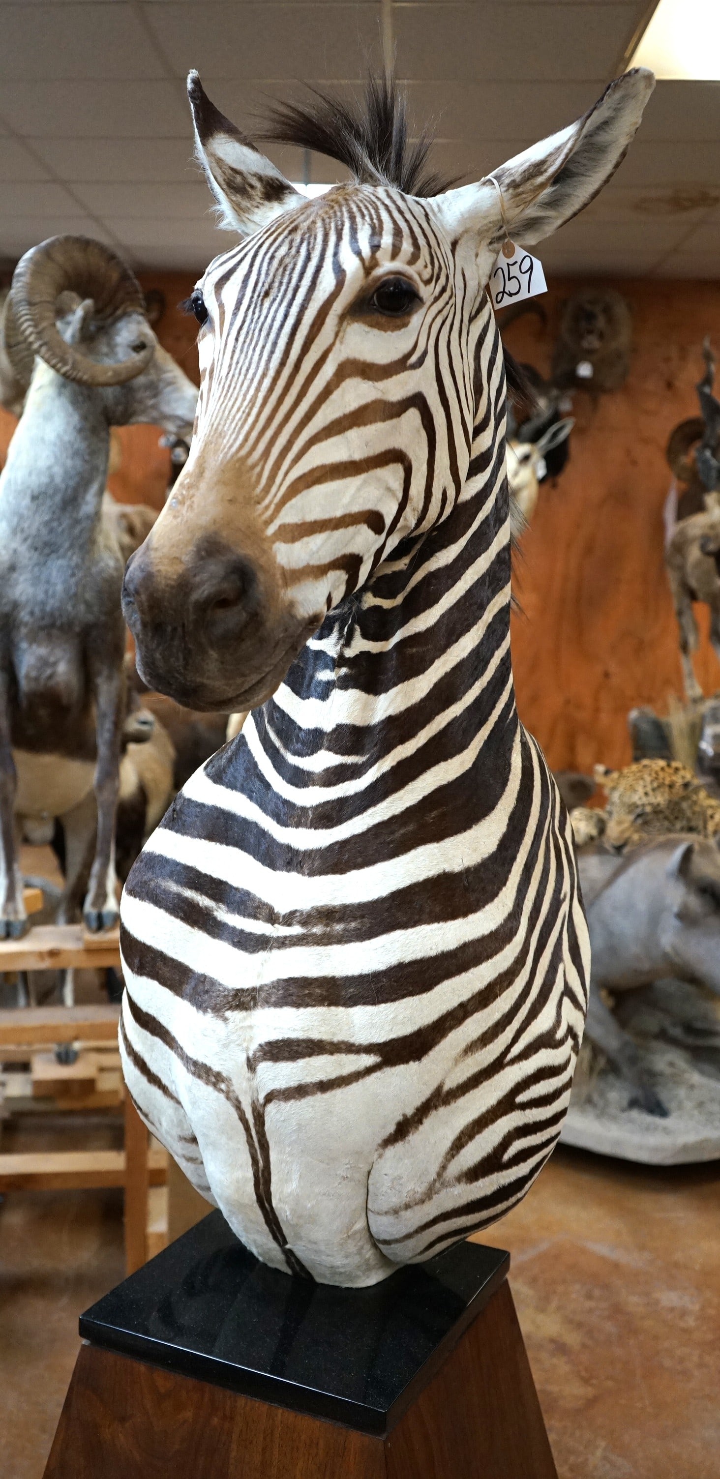 Beautiful Zebra Shoulder Floor Pedestal Taxidermy Mount: This mount is clean and in excellent condition. The Zebra has a good mane, and gorgeous markings. The mount is very well detailed. The quality of the taxidermy is excellent, and this Zebra grades a ve