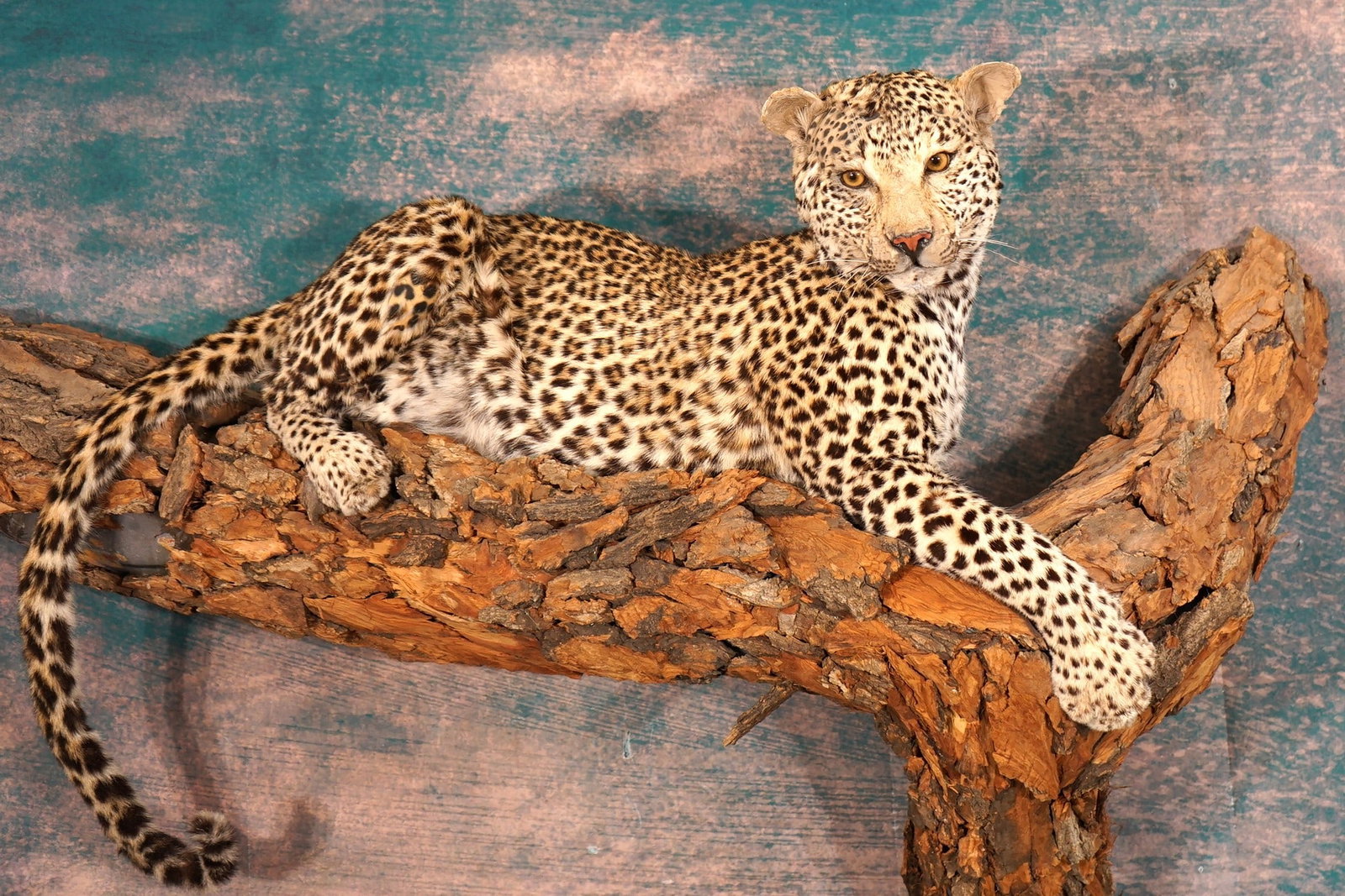 African Leopard Full Body Taxidermy Mount in Natural Habitat **TEXAS RESIDENTS ONLY!**: This mount is clean and it is in very good condition. The mount has good expression. The Leopard is an older mount, and it had some bare spots after tanning, that have patched and some painted. The ta