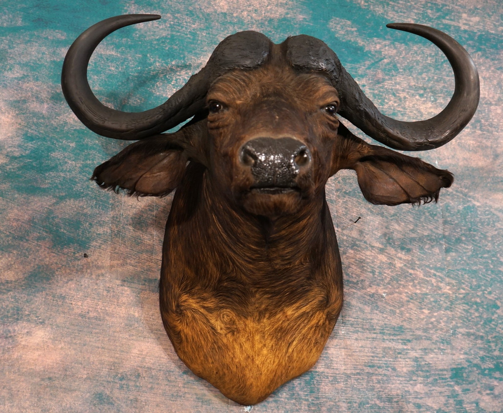 African Cape Buffalo Shoulder Taxidermy Mount: This is a clean mount that is in excellent condition. This is a good size mature Bull. The mount has good expression. The quality of the taxidermy is excellent. This mount grades a high 9.25.