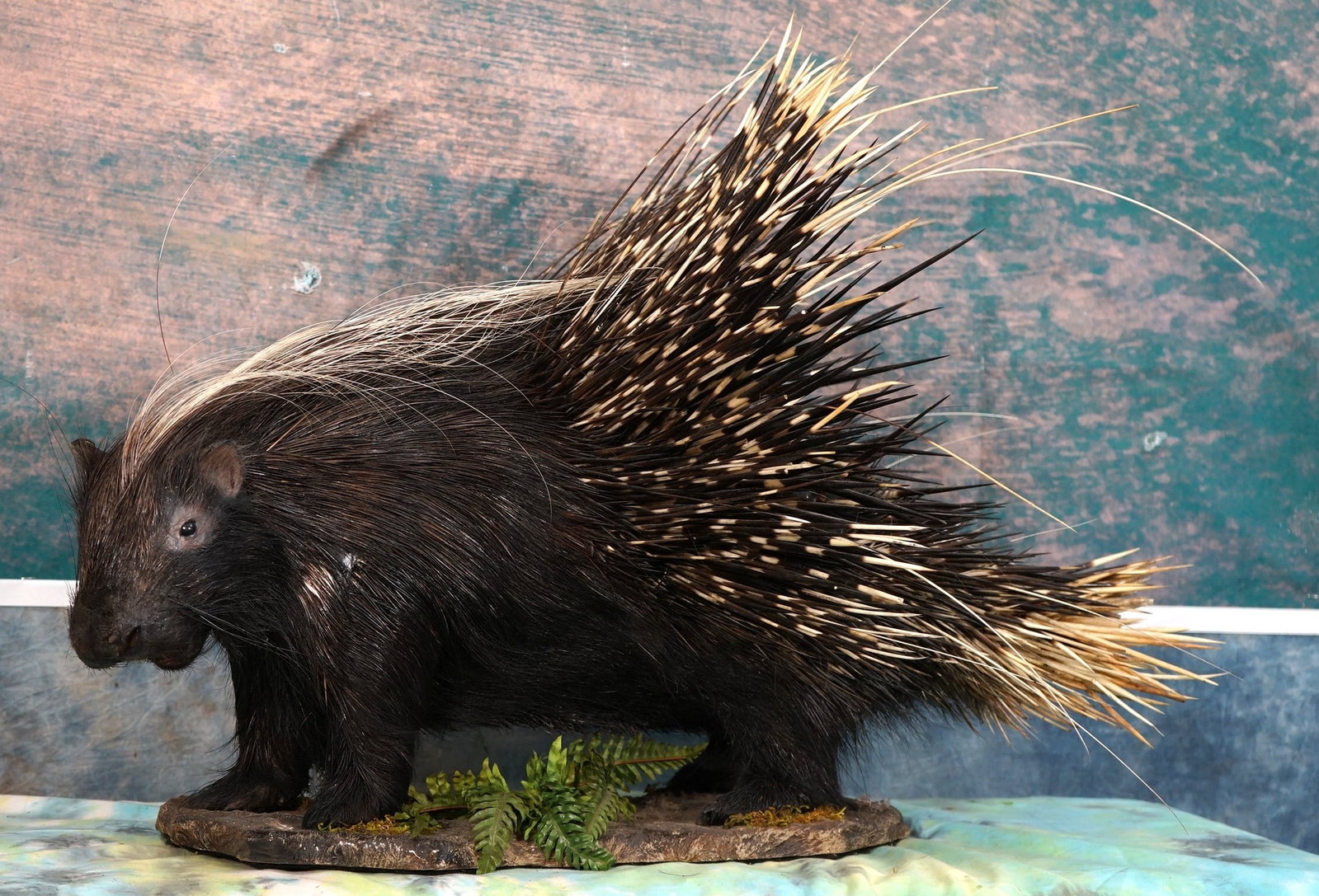 African Porcupine Full Body Taxidermy Mount: This mount is clean and in excellent condition. Many Predators have regretted attacking this animal. The mount has a good lifelike appearance, with excellent quality taxidermy. This mount grades a ver