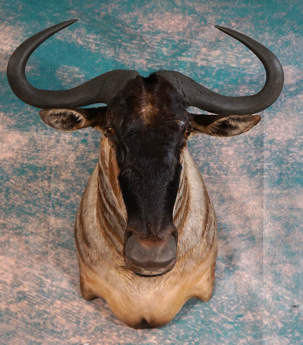 African Blue Wildebeest Shoulder Taxidermy Mount: This is a clean mount that is in excellent condition. This is a mature Bull with good size horns. The quality of the taxidermy is excellent and this mount grades a good 9 on a 1 to 10 quality scale.