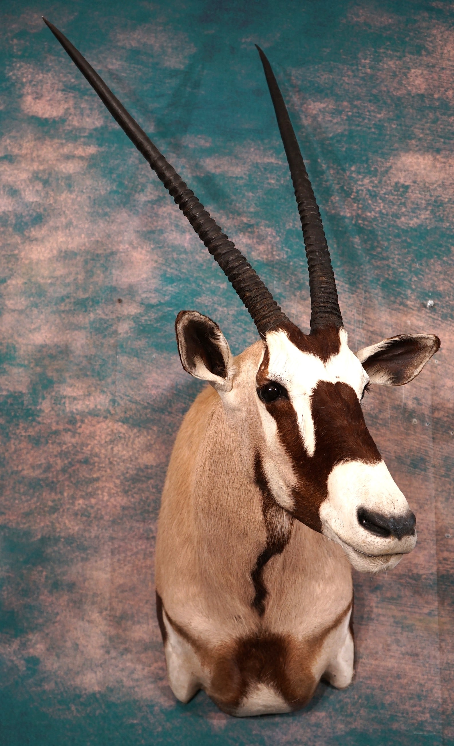 Kalahari Gemsbuck Shoulder Quality Taxidermy Mount: This mount is clean and it is in mint condition. This mount is very lifelike, and it has outstanding taxidermy quality. This is a mature Bull with good size horns. This mount grades a perfect 10.