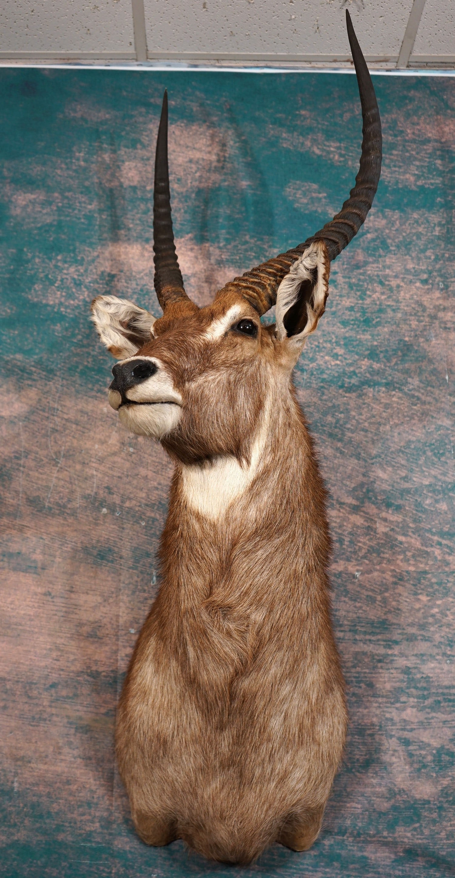 African Common Ringed Waterbuck Shoulder Taxidermy Mount: This mount is clean and in mint-like condition. The taxidermy is high quality, and this Waterbuck is very impressive. This mount grades a very high 9.85.