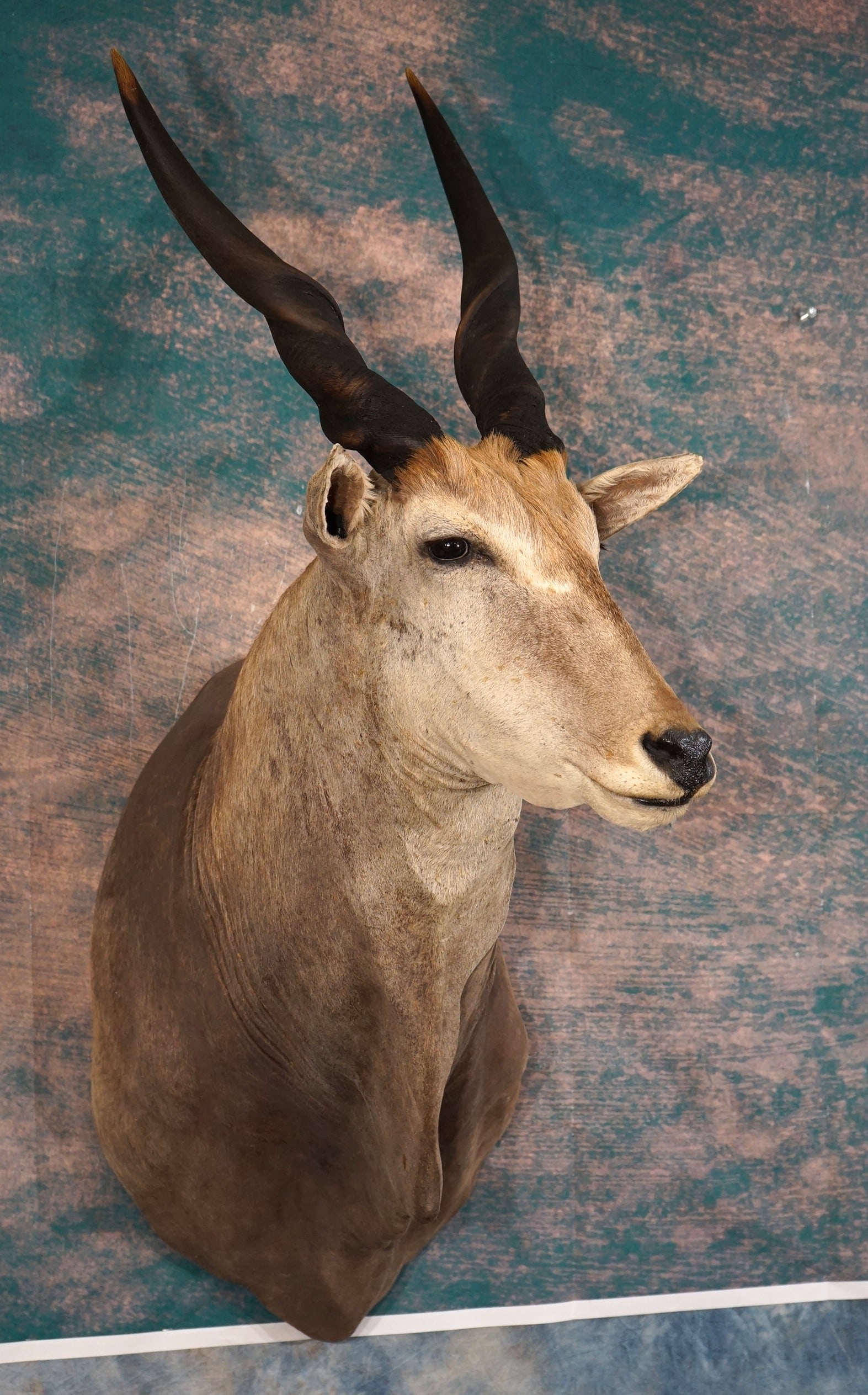 South African Cape Eland Shoulder Quality Taxidermy Mount: This mount is clean and in excellent condition. The mount is lifelike with good detail. The taxidermy quality is excellent, and this mount is a high grade 9.5.