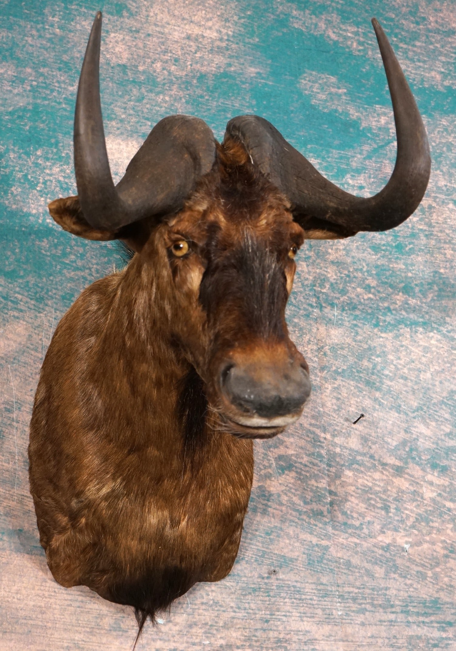 African Black Wildebeest Shoulder Taxidermy Mount: This is a clean mount that is in excellent condition. This is a good size trophy Bull. The quality of the taxidermy is excellent, and this Wildebeest grades a high 9.75.