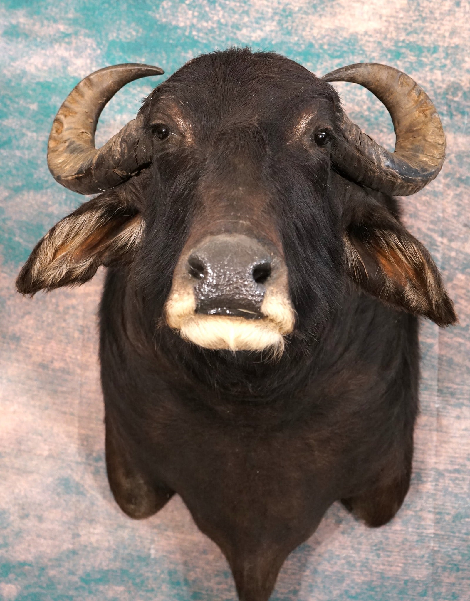 South American Water Buffalo Shoulder Taxidermy Mount: This is a clean mount that is in excellent condition. This is a good size trophy Bull. The quality of the taxidermy is excellent, an this Wildebeest grades a high 9.75.