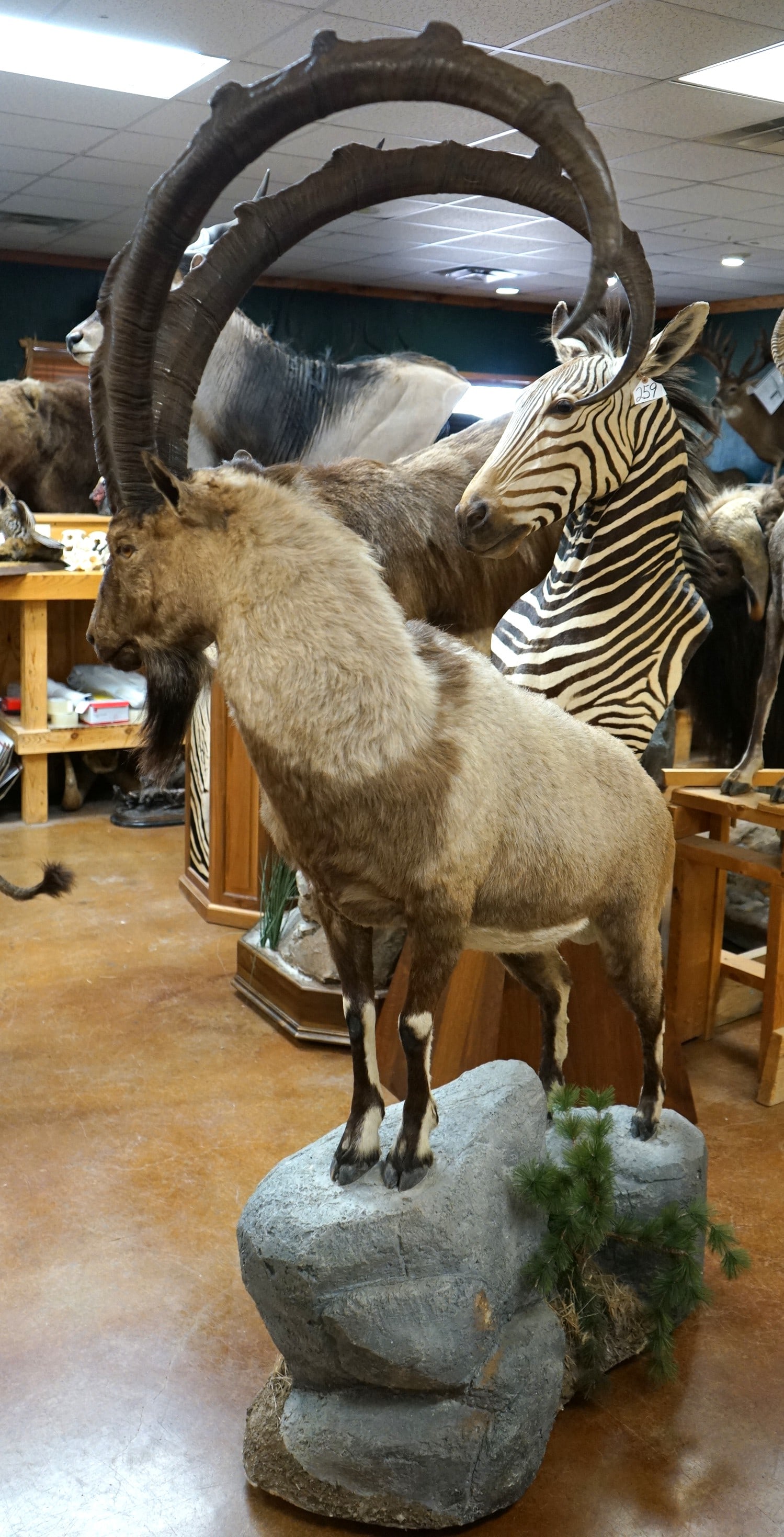 Awesome Record Class Persian Ibex Full Body Taxidermy Mount in a Natural Habitat: This Ibex is also called the Bezoar Ibex. The mount is clean and it is in mint condition. The mount is very lifelike looking along with good expression. The quality of the taxidermy is outstanding. Th