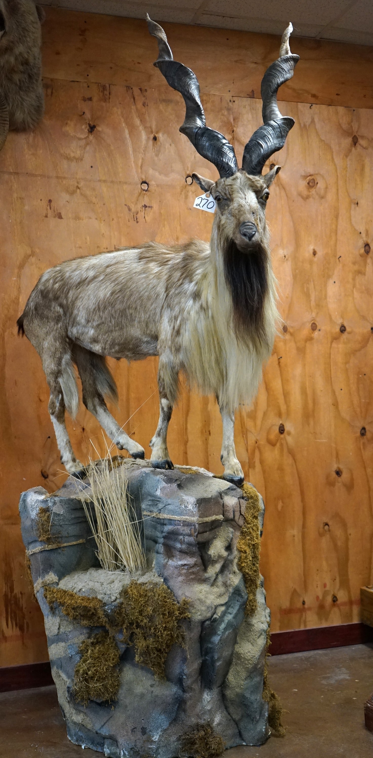 Stunning Kashmir Himalayan Markhor Full Body Mount on Natural Habitat Base **TEXAS RESIDENTS ONLY!**: We believe that this Markhor from Pakistan is the star of todays auction. This mount is clean, lifelike, and in mint condition. The horns are marvelous twisting high up, on this mature male. The long 