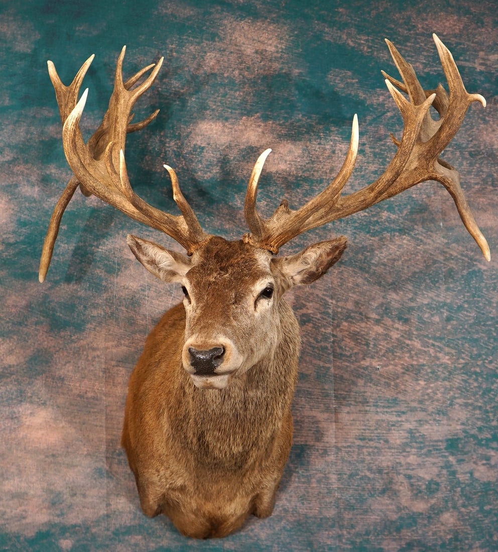 Majestic 29pt. Monster Red Stag with Double Drop Tines Shoulder Taxidermy Trophy Mount: This mount is clean and it is in mint-like condition. This Stag is a 15 x 14 points with drop tines on each side. The Stag has great expression and a solid lifelike appearance. The quality of the