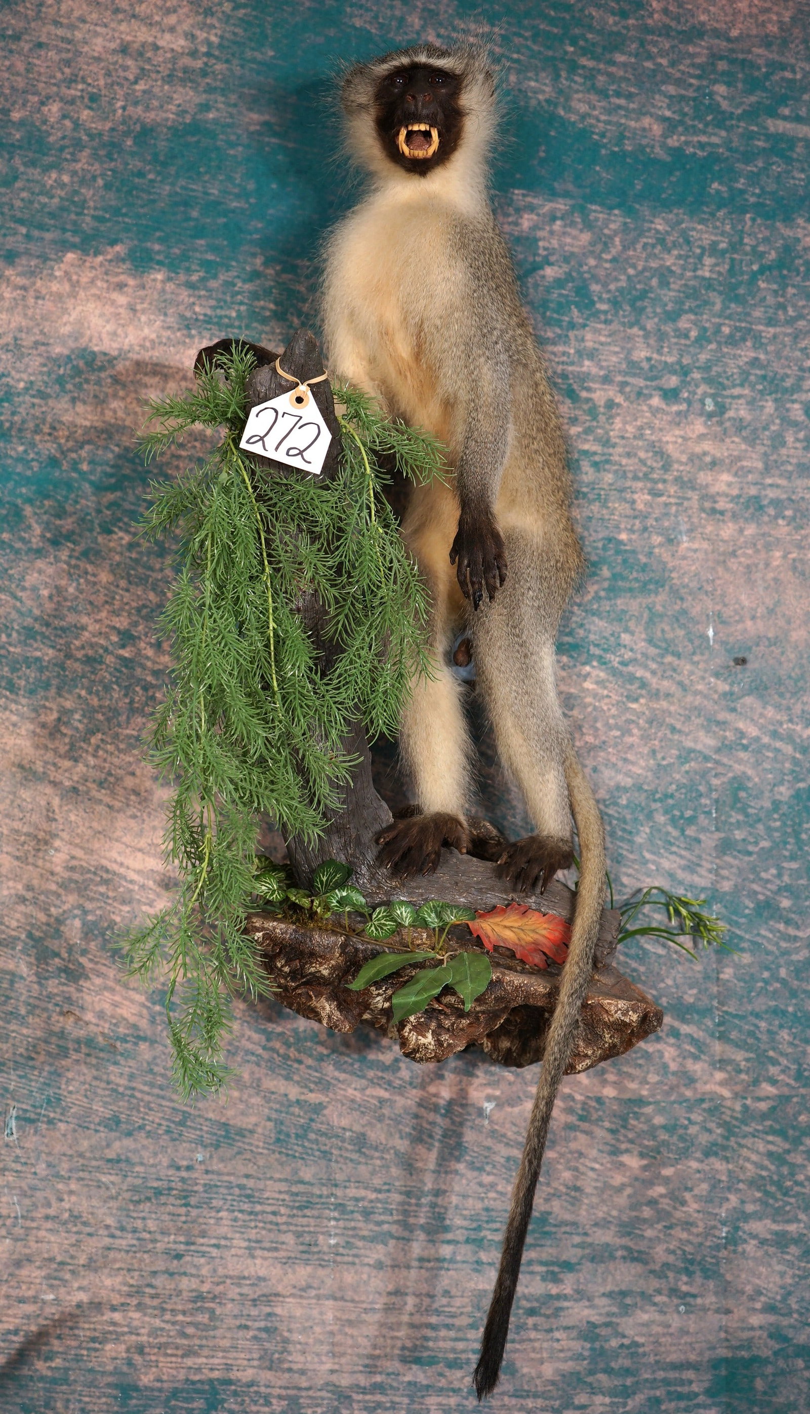 Cool! African Vervet Monkey Full Body Taxidermy Mount in Habitat: This mount is clean, and it is in excellent condition. This Monkey is lifelike, and this mount has good natural expression. The habitat is very well made, and the quality of the taxidermy is excellent