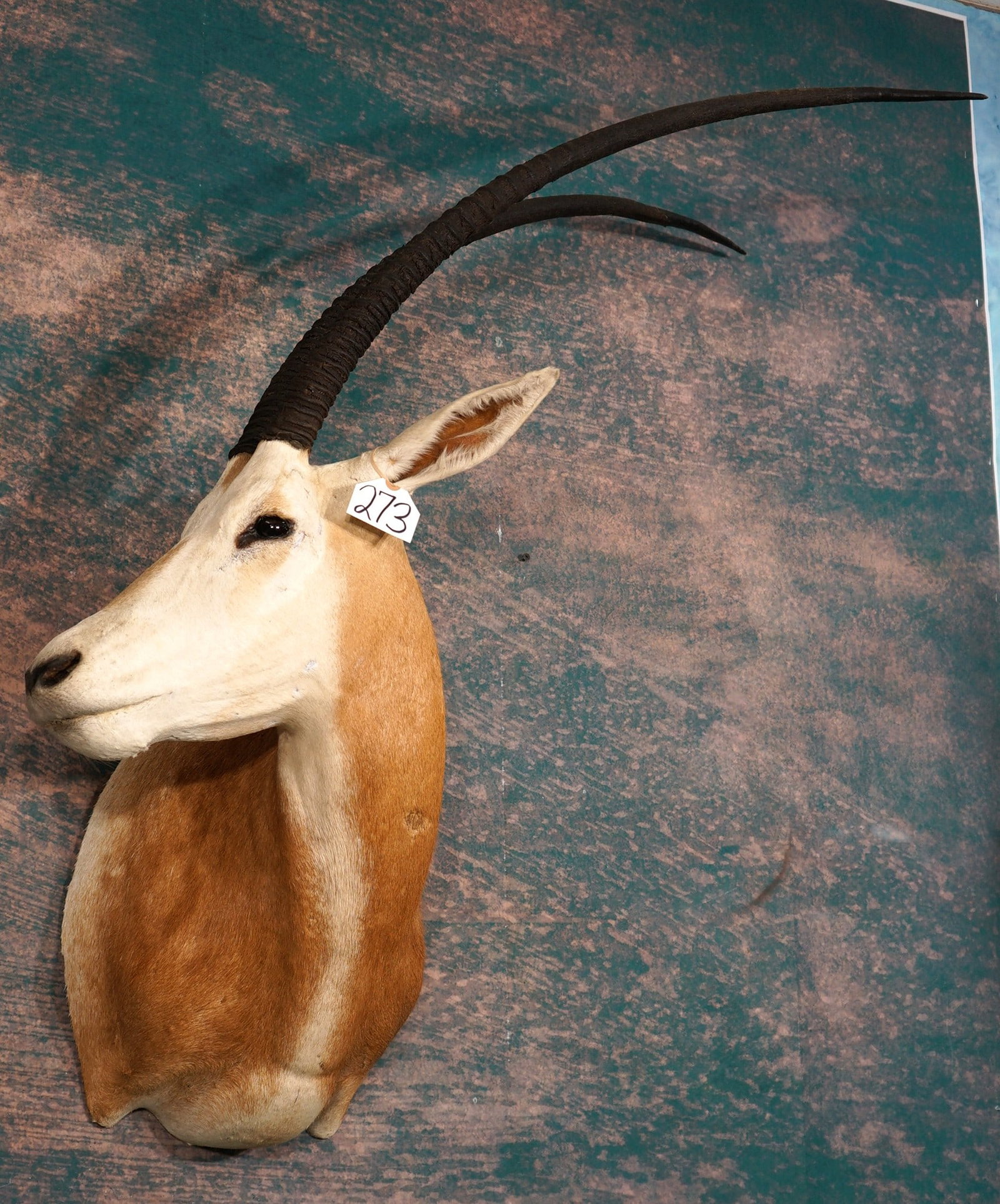 Beautiful Scimitar Horned Oryx Shoulder Quality Taxidermy Mount: This is a clean mount that is in excellent condition. The mount is a mature Bull with long horns. The quality of the taxidermy is well above the average. This mount grades a very high 9.5.