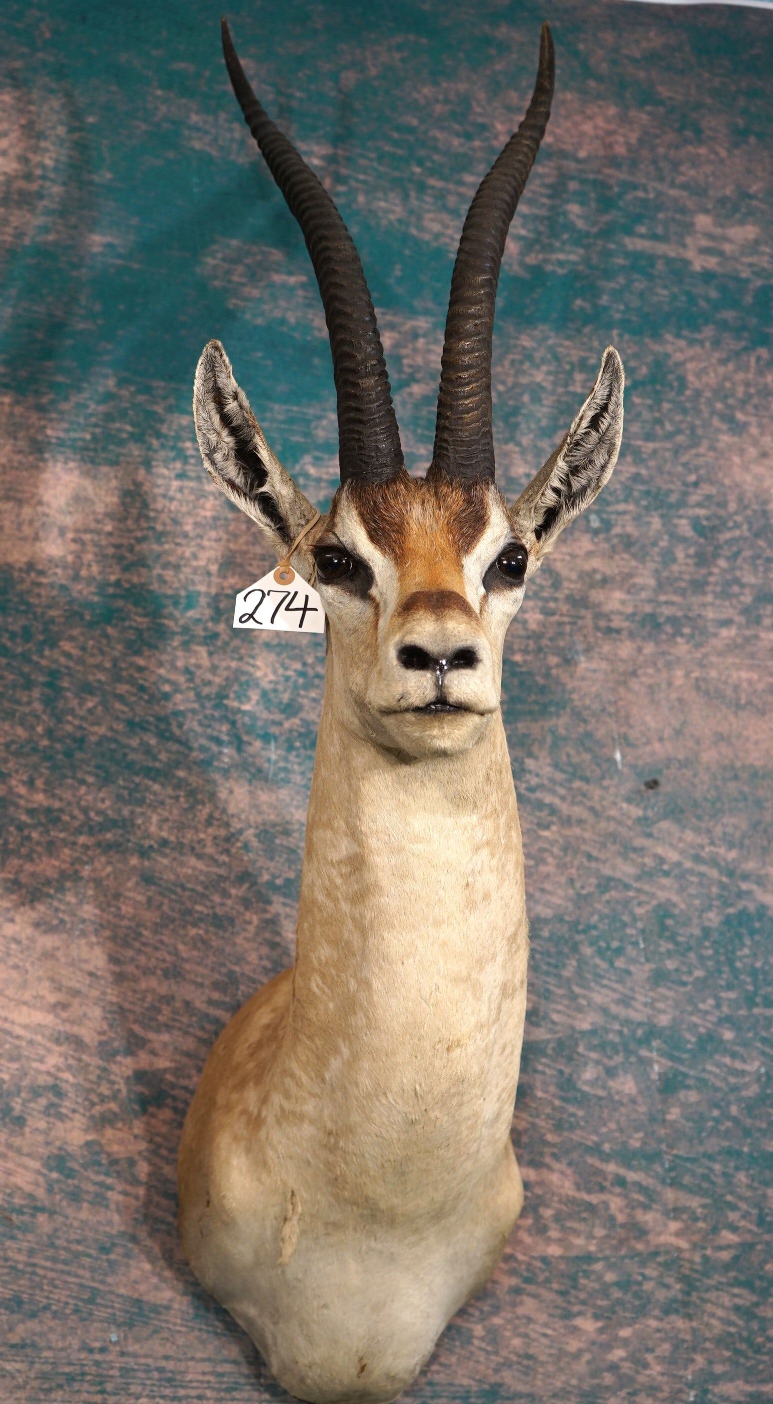 East African Grant's Gazelle Shoulder Taxidermy Mount: This mount is clean and it is in very good condition. The mount is a little older than some of the mounts here, but it is structurally sound with good lifelike appearance. Their are a couple of minor 