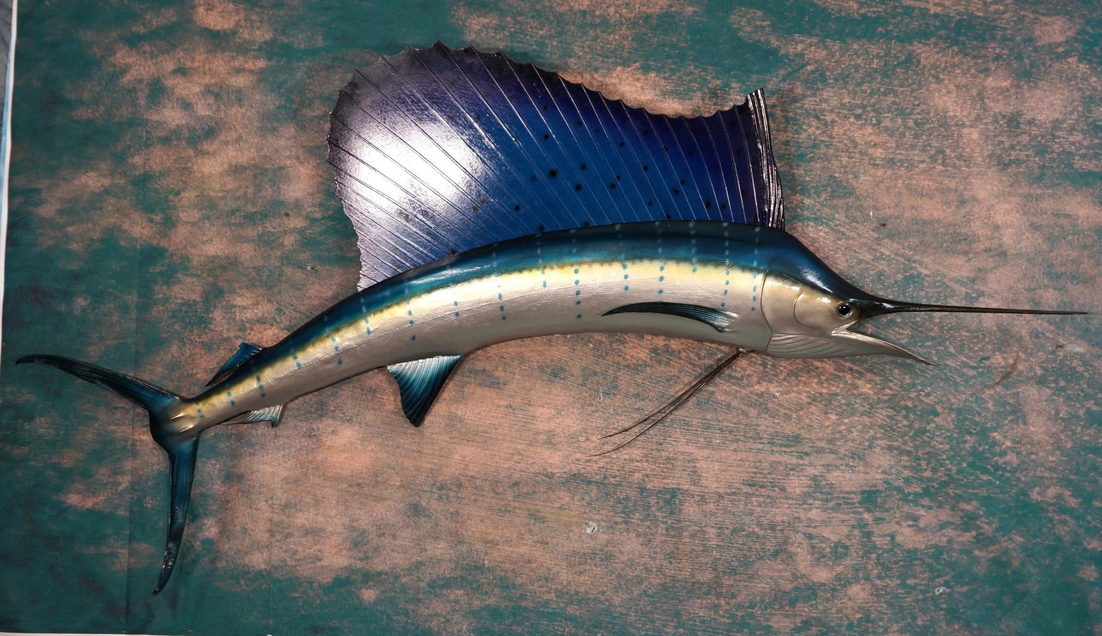 Beautiful 8ft. 4" Sailfish Fiberglass Reproduction Taxidermy Fish Mount: This Sailfish is clean and it is in mint condition. Their is not a scratch on this mount. It has a good quality hanger, and the Sail is removable for easy hanging. The taxidermy quality is excellent, 