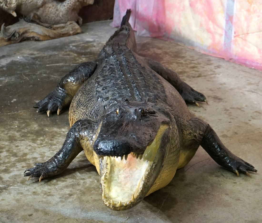 Awesome! Huge Record Class 13ft. 2" Alligator Full Body Taxidermy Mount: This mount is clean and it is in mint-like condition. This big Gator is estimated to have weighed 500 lbs. The mount is very lifelike. We have not ever seen Alligator this big. The quality of the