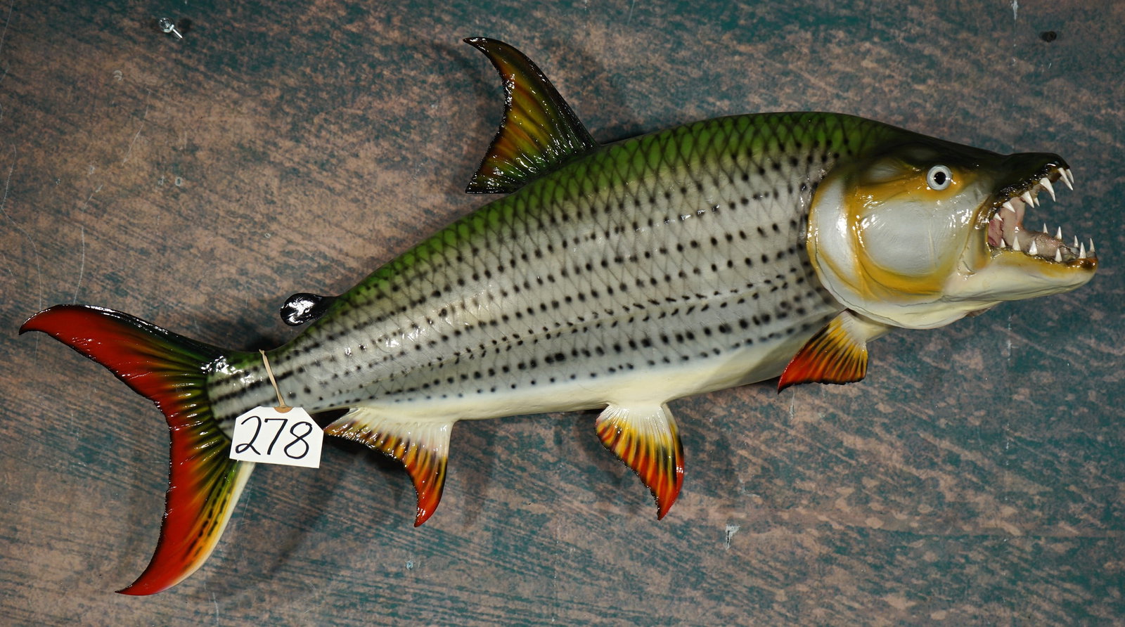 Beautiful Brand New 30" African Tigerfish Fiberglass Reproduction Quality Taxidermy Fish Mount: This mount is new and in mint condition. The fish has a good quality hanger, and a fantastic paint job. The taxidermist did an outstanding mount, and this beautiful Tigerfish grades a 10+.