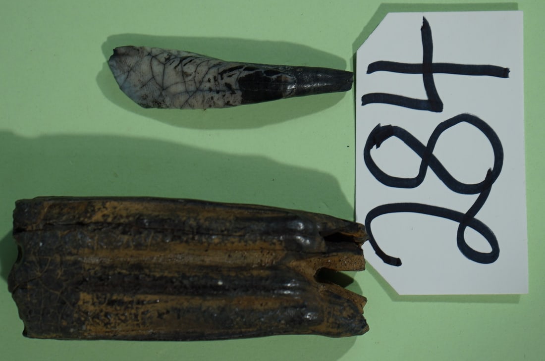 Authentic Miocene Epoch Horse and Camel Fossil Teeth: These fossil teeth would make a really great gift for a family member who is interested in Prehistoric life.