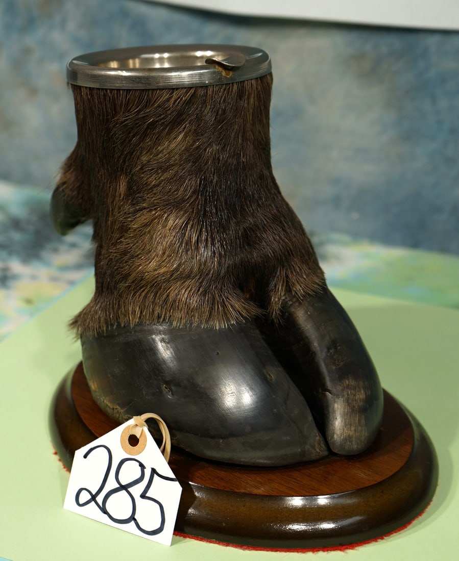 African Cape Buffalo Foot Ashtray Taxidermy: This Cape Buffalo Foot is clean and in excellent condition. It is well mounted and it will also make fine decor.