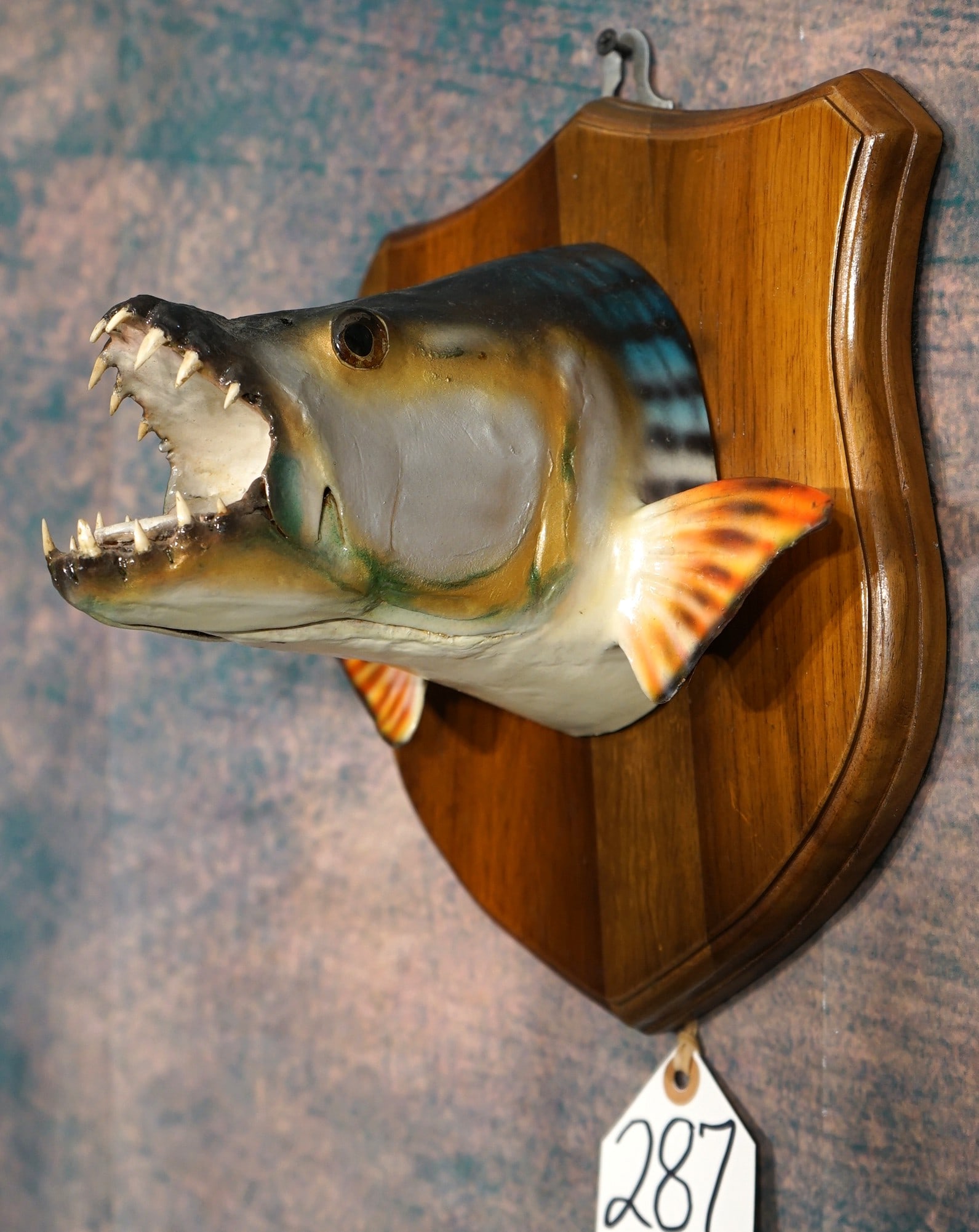 Cool African Tigerfish Fiberglass Reproduction Head Mount Taxidermy: This mount is clean and in mint condition. This is a seldom seen mounted head of a fish. The Tigerfish is a really good one for a head mount, as this Fish has the big sharp teeth to show off.