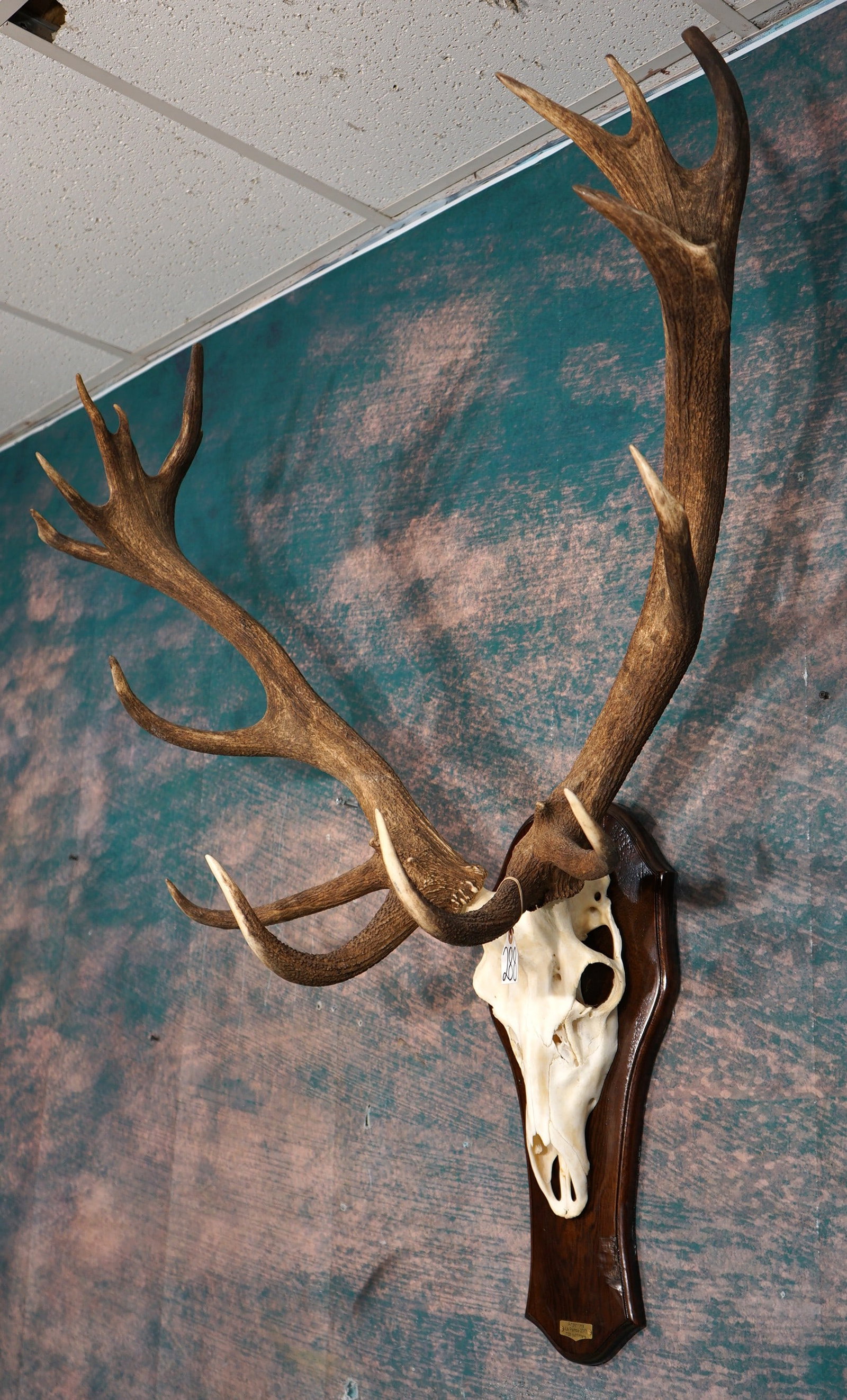8 x7 Red Stag Antlers on Plaque Taxidermy: This 15 point European mount is clean and in excellent condition. This antler mount will look fantastic in any home, office, bar, or cabin.