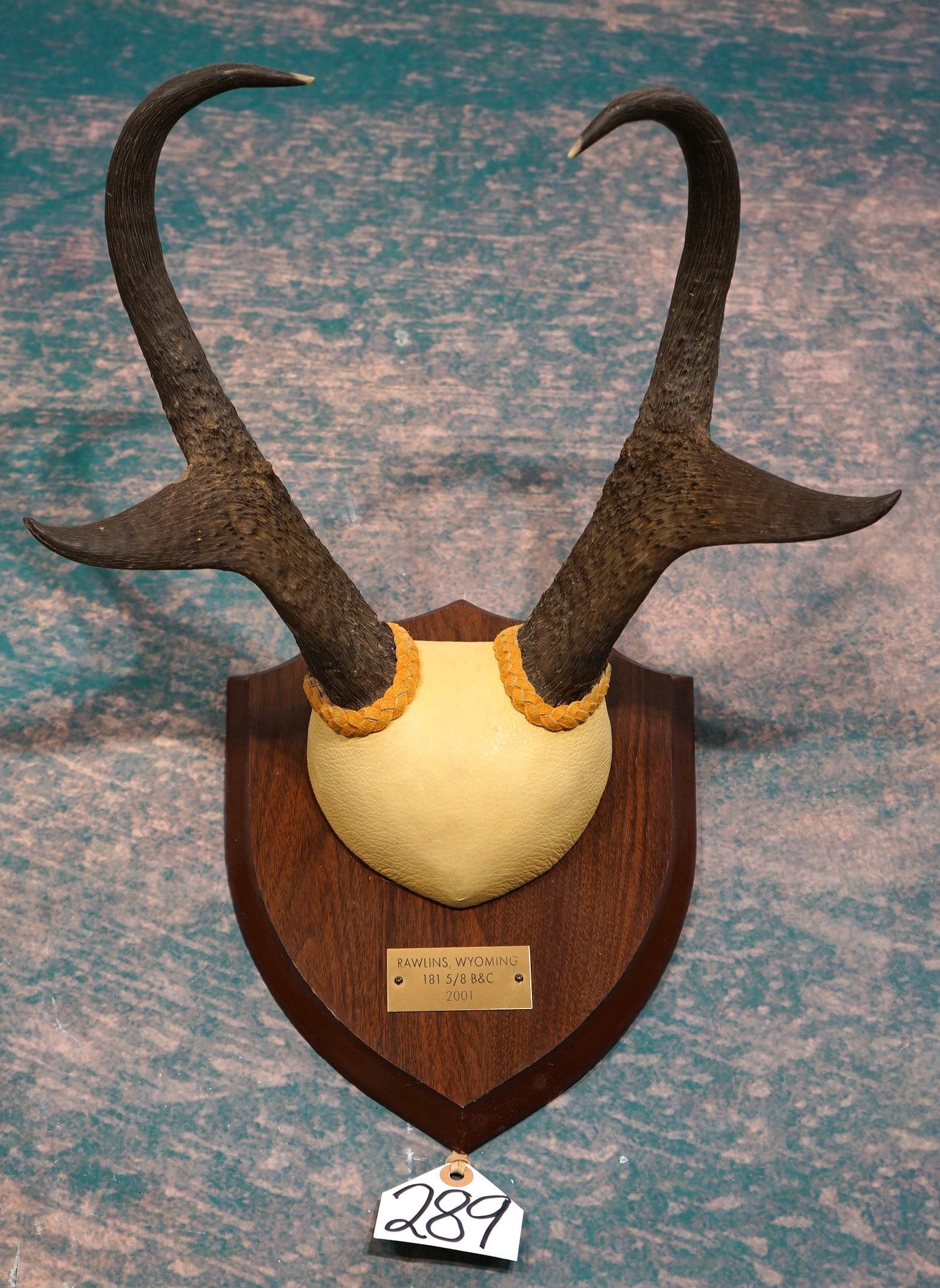 81 5/8" B & C Awards Book Pronghorn Antelope Horns on Panel Taxidermy: It takes 82" net score to make the All Time Boone & Crockett Record Book for North American Big Game. This Pronghorn just missed by 3/8". To make the special Awards Book, it takes a score of 80",