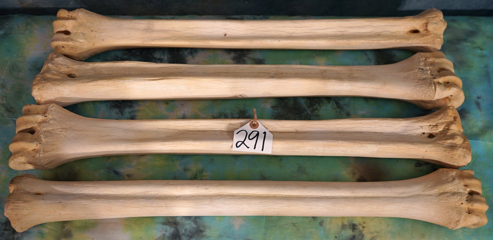 Four Giraffe Leg Bones for Scrimshaw and Hand Carving: The Giraffe leg bones are clean and in excellent condition. They average 28" long. These bones will be great for Wildlife carvings.