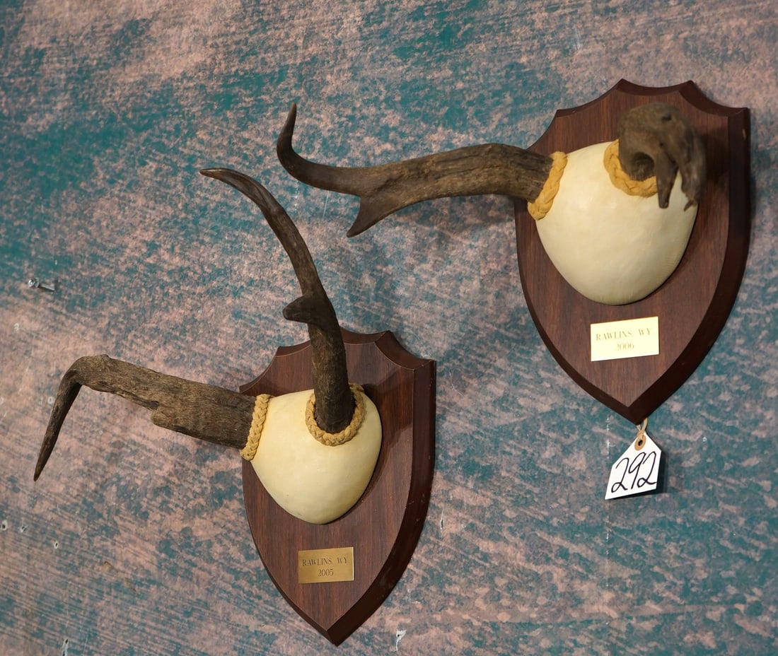 Two Sets of Non-typical Pronghorn Antelope Horns on Panels Taxidermy: Both of these non-typical Pronghorns were harvested on the same ranch in Wyoming, in back to back seasons. These will look good together on display, and make great conversation pieces.
