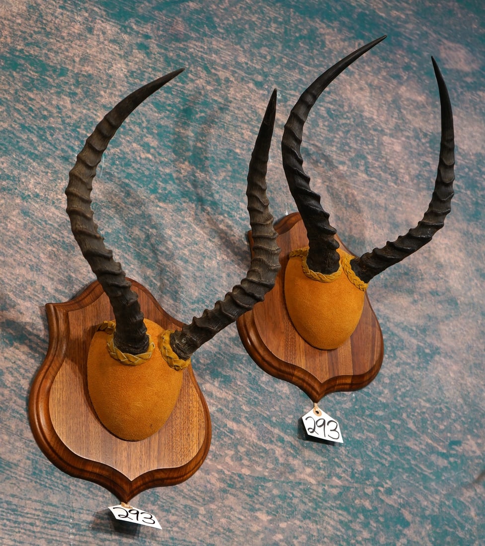Two Pairs of African Impala Horns on Walnut Panels: Both of these Horn mounts are clean and in excellent condition. These are average Impala Rams, and these horn mounts will make outstanding decor.