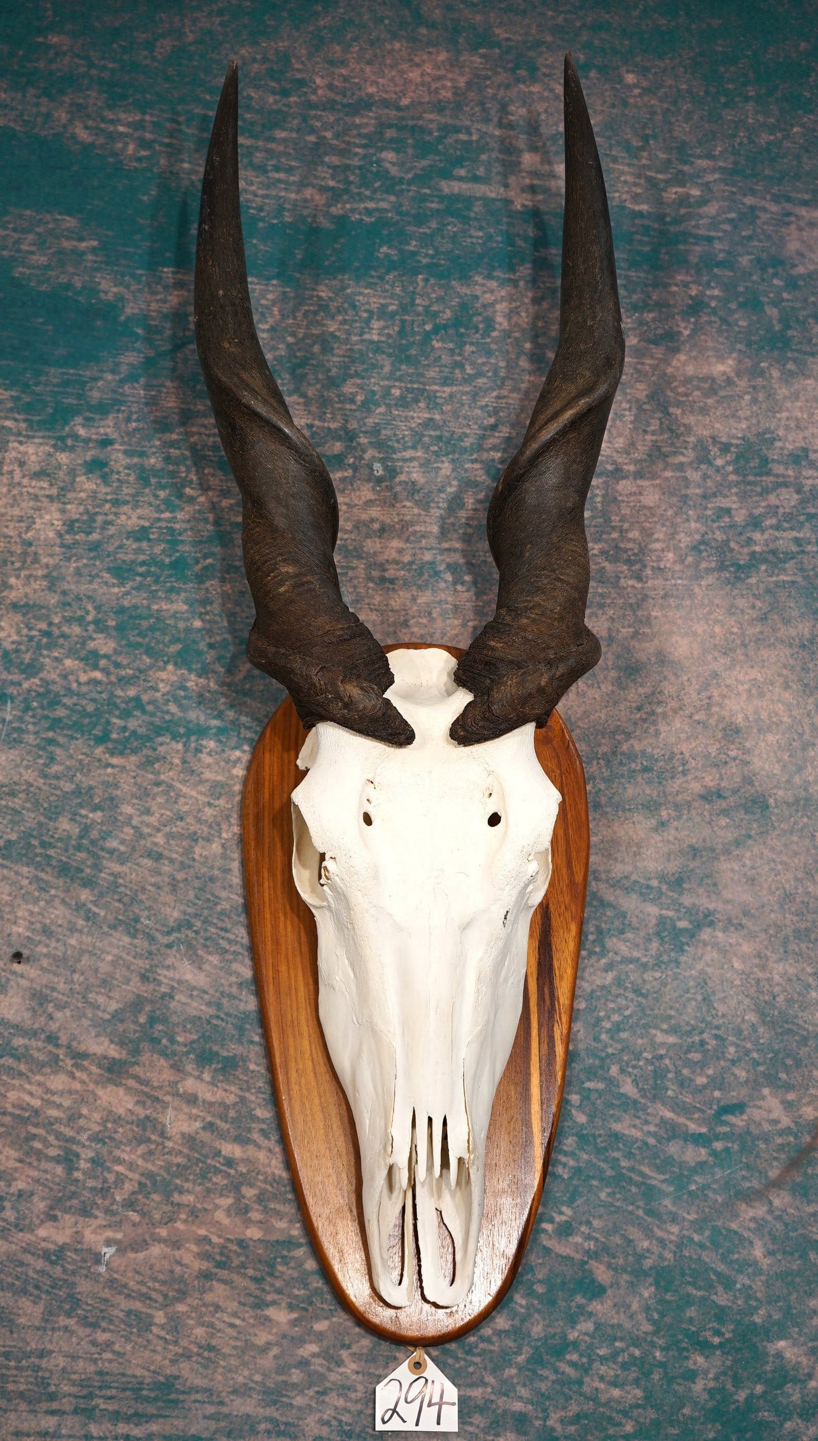 African Cape Eland Skull on Panel Taxidermy (1 of 2)