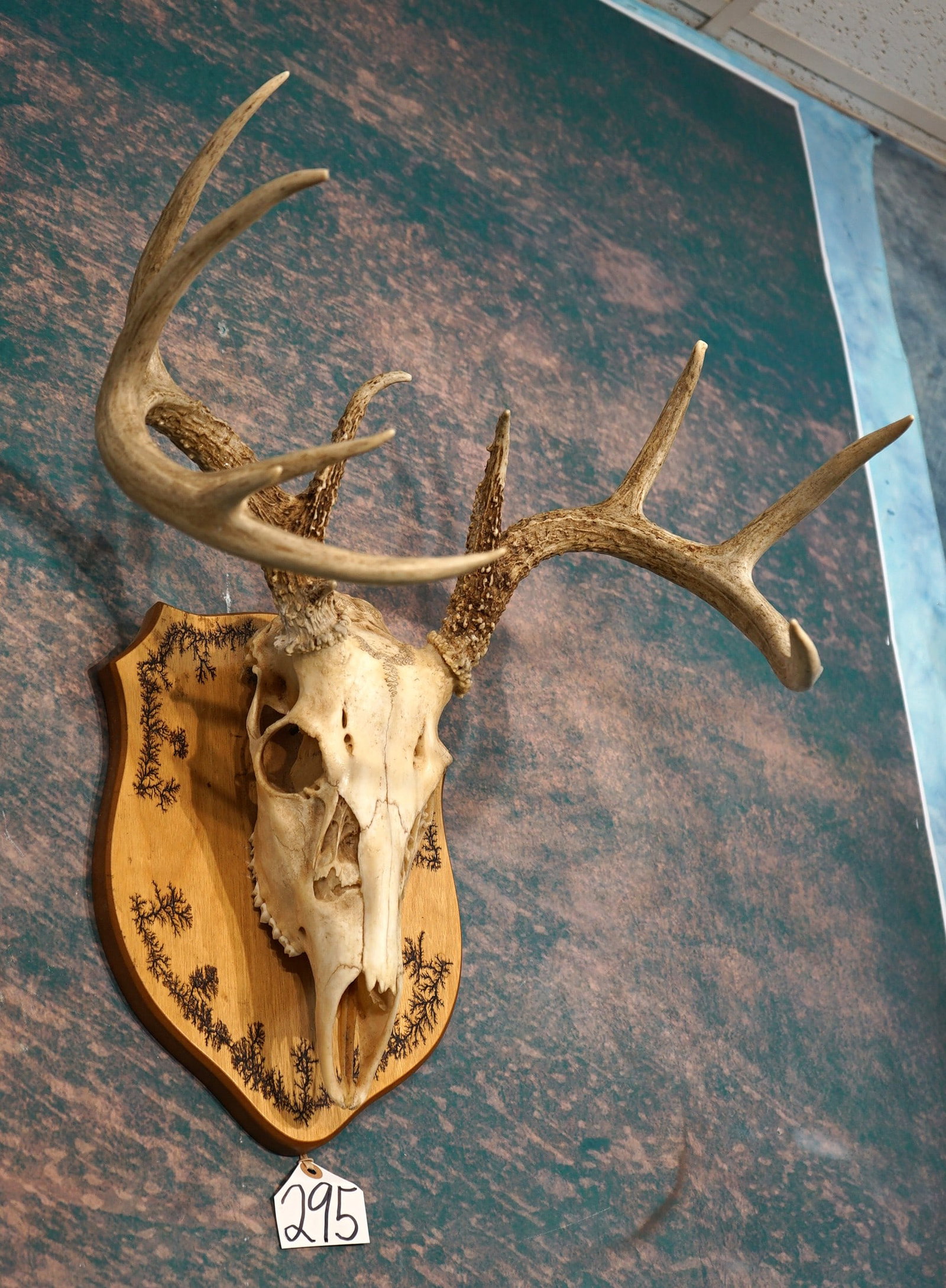10pt. Whitetail Deer Skull on Panel Taxidermy (1 of 2)