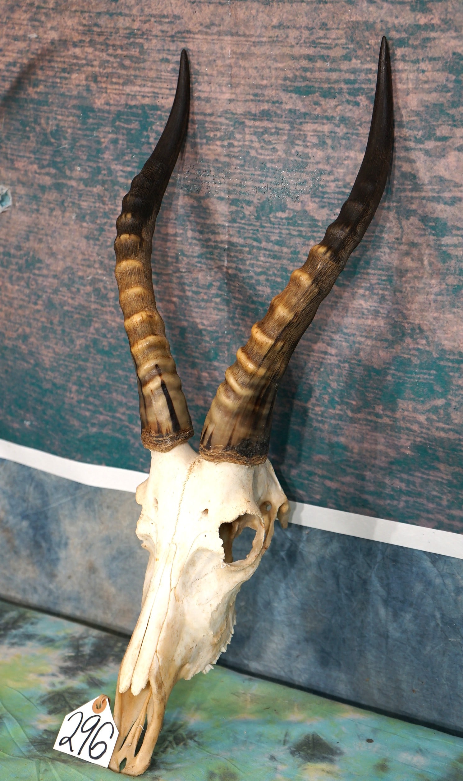 African Blesbuck Antelope Skull Taxidermy: This Skull is clean and in excellent condition. This is a good size mature male, with trophy size horns.