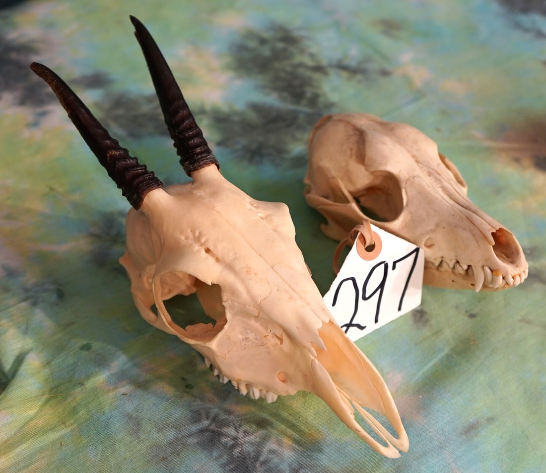 African Bush Duiker and Sliver Back Jackal Skulls Taxidermy: These skulls are clean and they are in excellent condition. The Bush Duiker is from South Africa, and the Silver Back Jackal is from East Africa.