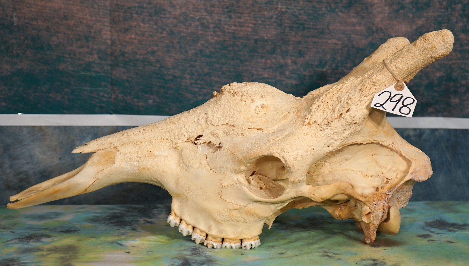 Large Giraffe Skull Taxidermy: This skull came from a large Bull Giraffe. The skull is clean and it is in excellent condition.