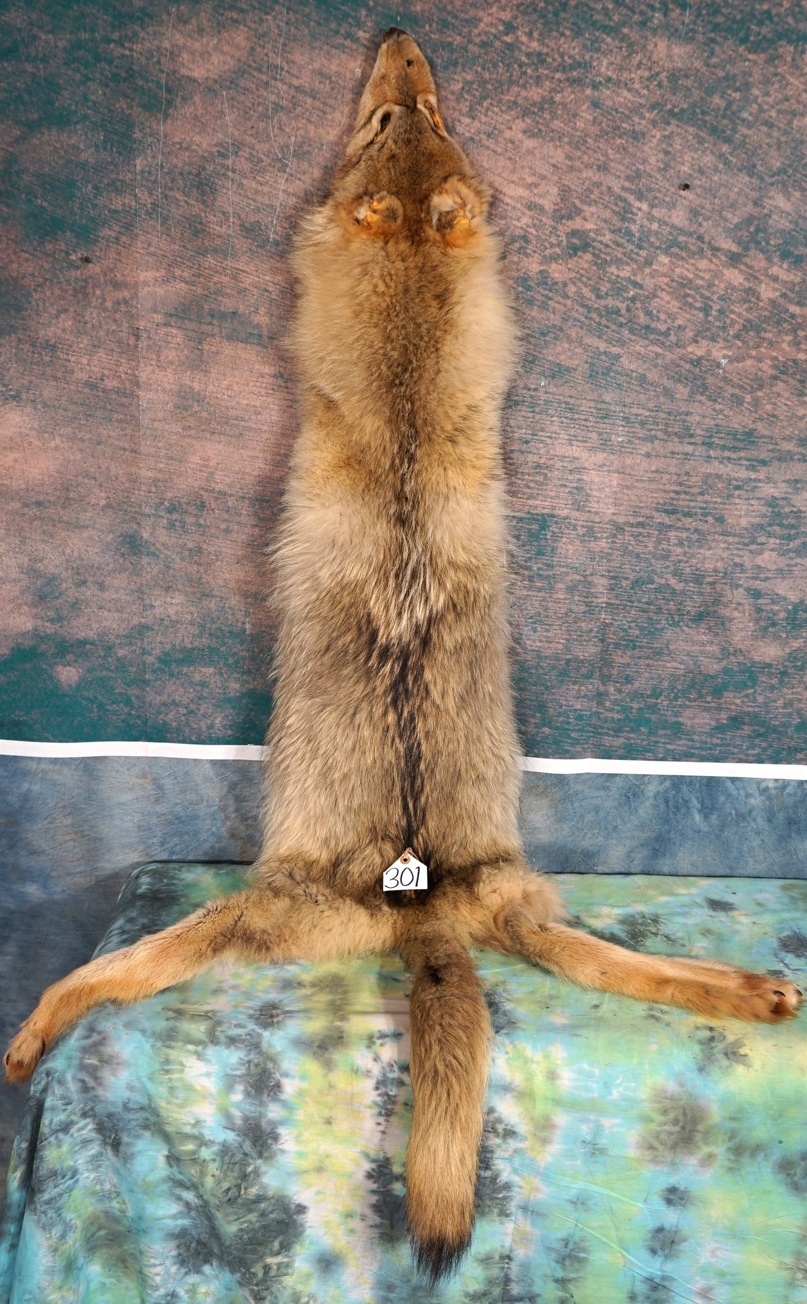 Very Large Timber Wolf Tanned Skin Taxidermy: This Wolf skin is clean and in excellent condition. The hair quality is super prime. This Wolf Skin will look really good hanging in a trophy room or hunting cabin.