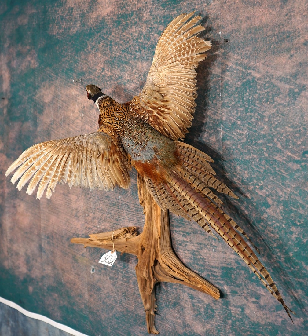 Flying Ringneck Pheasant Taxidermy Bird Mount: This is a clean mount that is in excellent condition. The mount is very lifelike with excellent quality taxidermy. This Pheasant is a very nice grade 9.