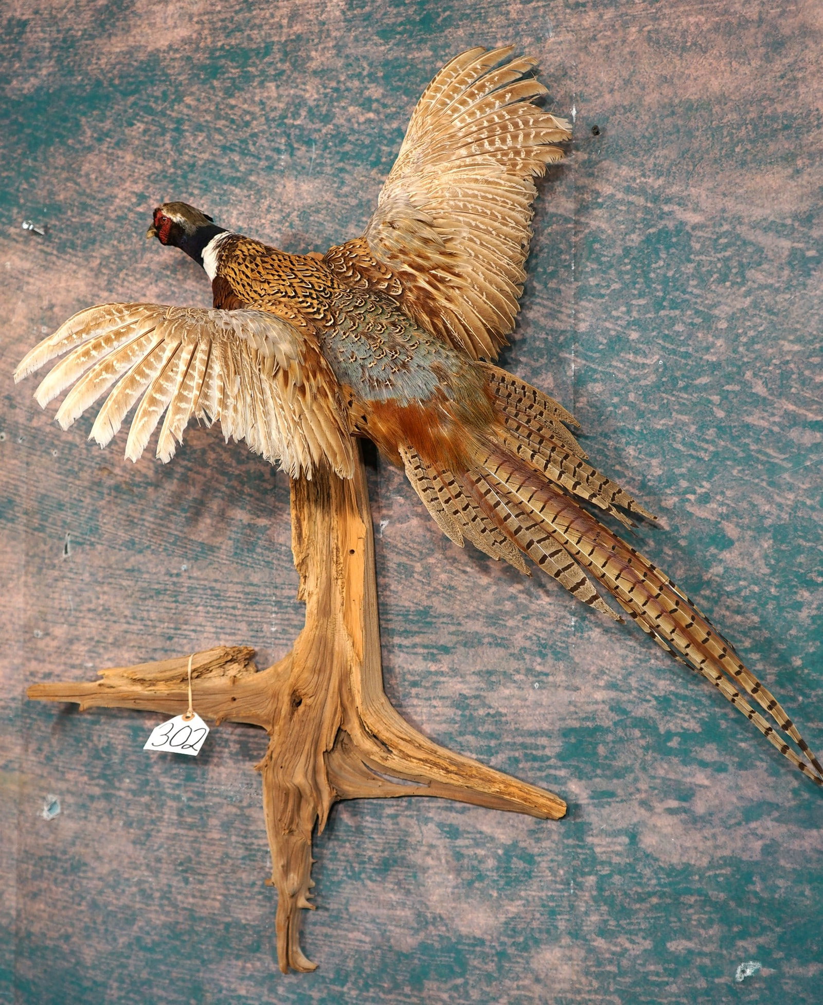 Flying Ringneck Pheasant Taxidermy Bird Mount - 2