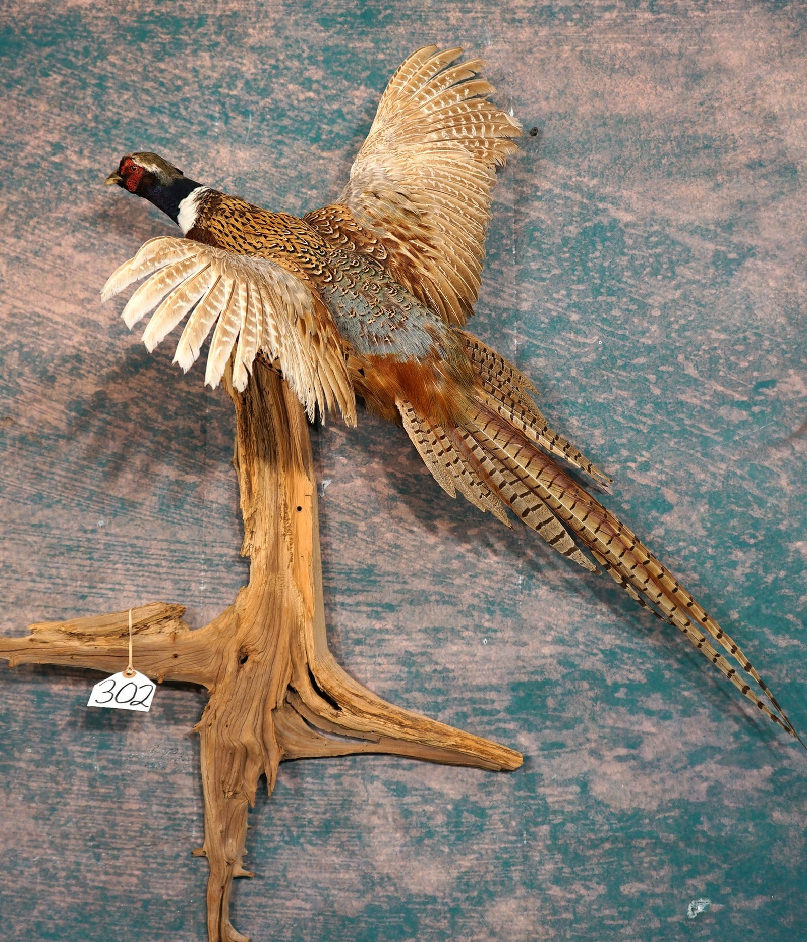 Flying Ringneck Pheasant Taxidermy Bird Mount - 3
