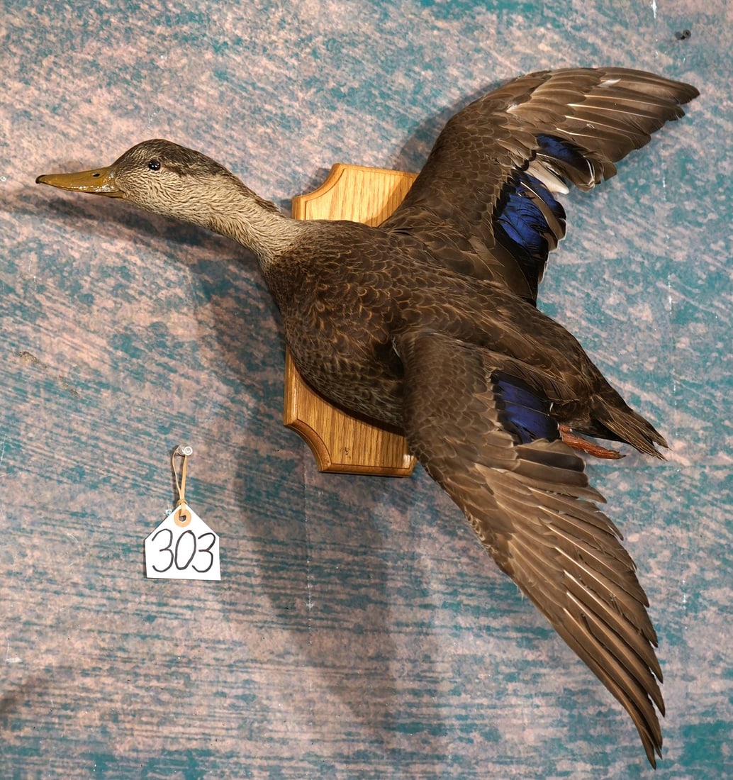 Flying African Black Duck Taxidermy Bird Mount: This mount is clean and in excellent condition. The Black Duck lives in Eastern and Southern Africa. The taxidermy quality of this mount is excellent, and this Duck grades a 9.5.