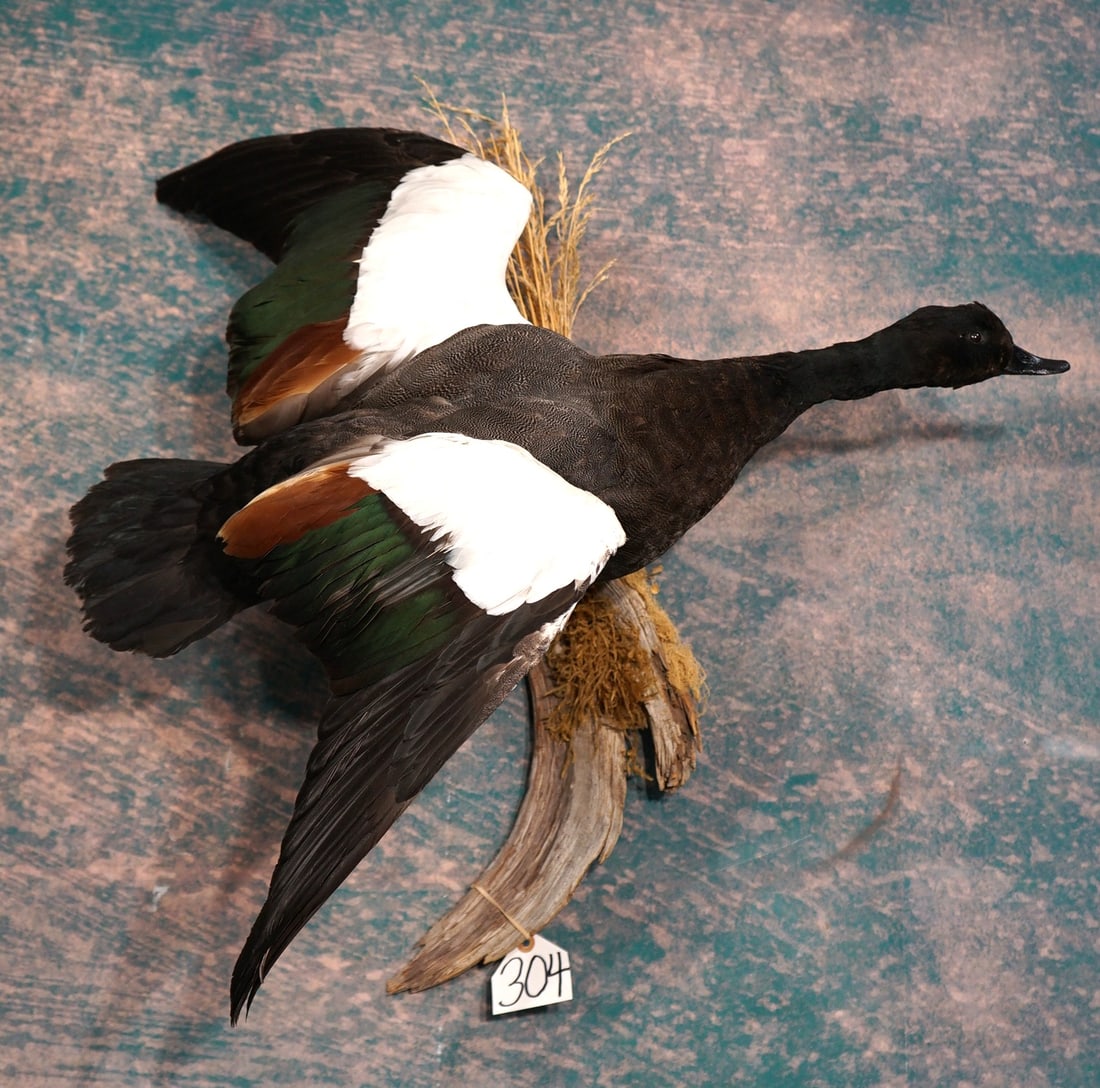 Flying New Zealand Paradise Shelduck Drake Taxidermy Bird Mount: This beautiful Duck mount is clean and in excellent condition. The mount is very lifelike with excellent taxidermy quality. This Duck grades a high 9.5 on a 1 to 10 scale.