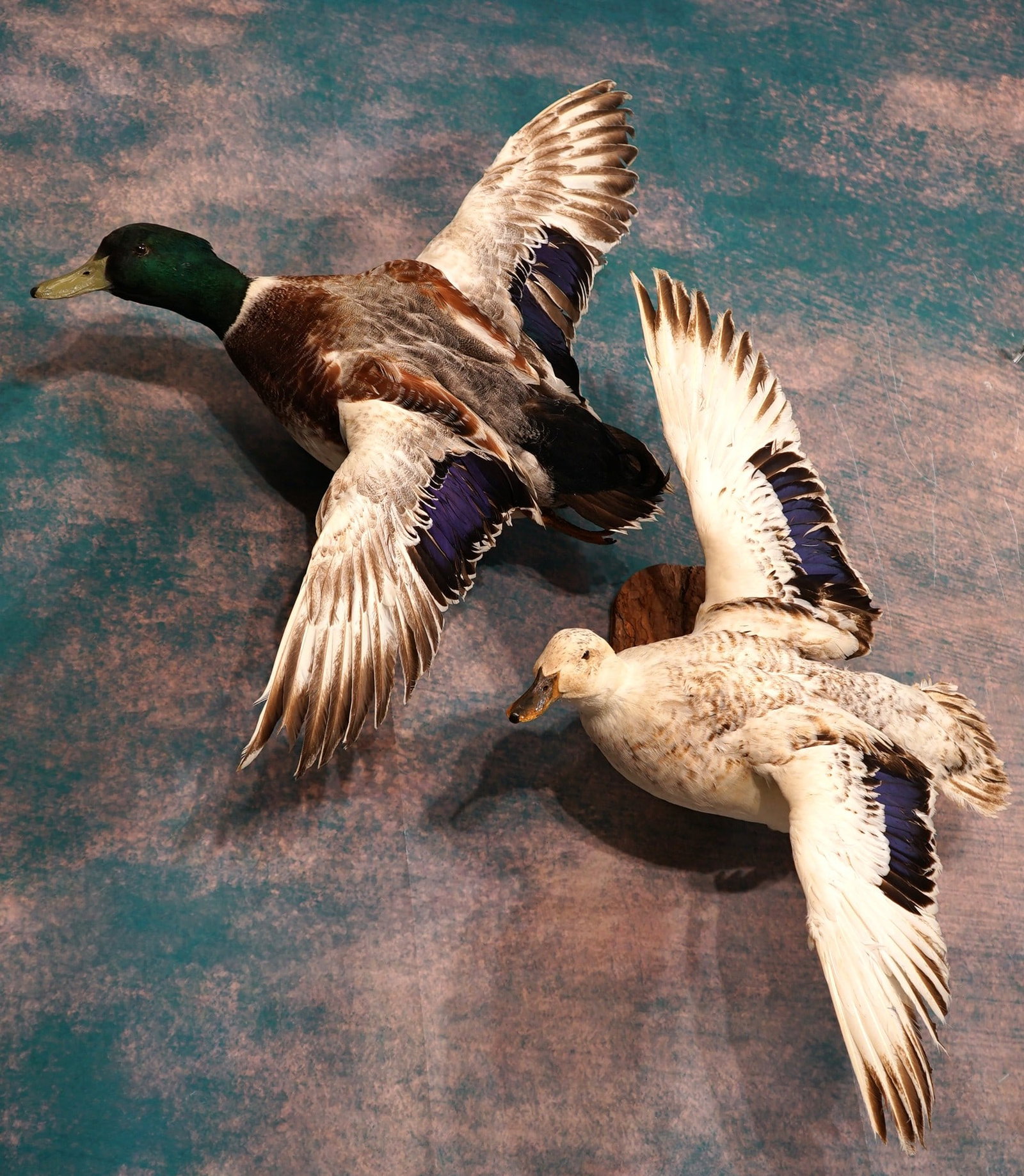 Pair of Flying Call Ducks Taxidermy Bird Mounts: These Ducks are clean, and in excellent condition. Both the Drake and the Hen, are posed in a natural and lifelike appearance. The taxidermy quality grades a very good 9.25.