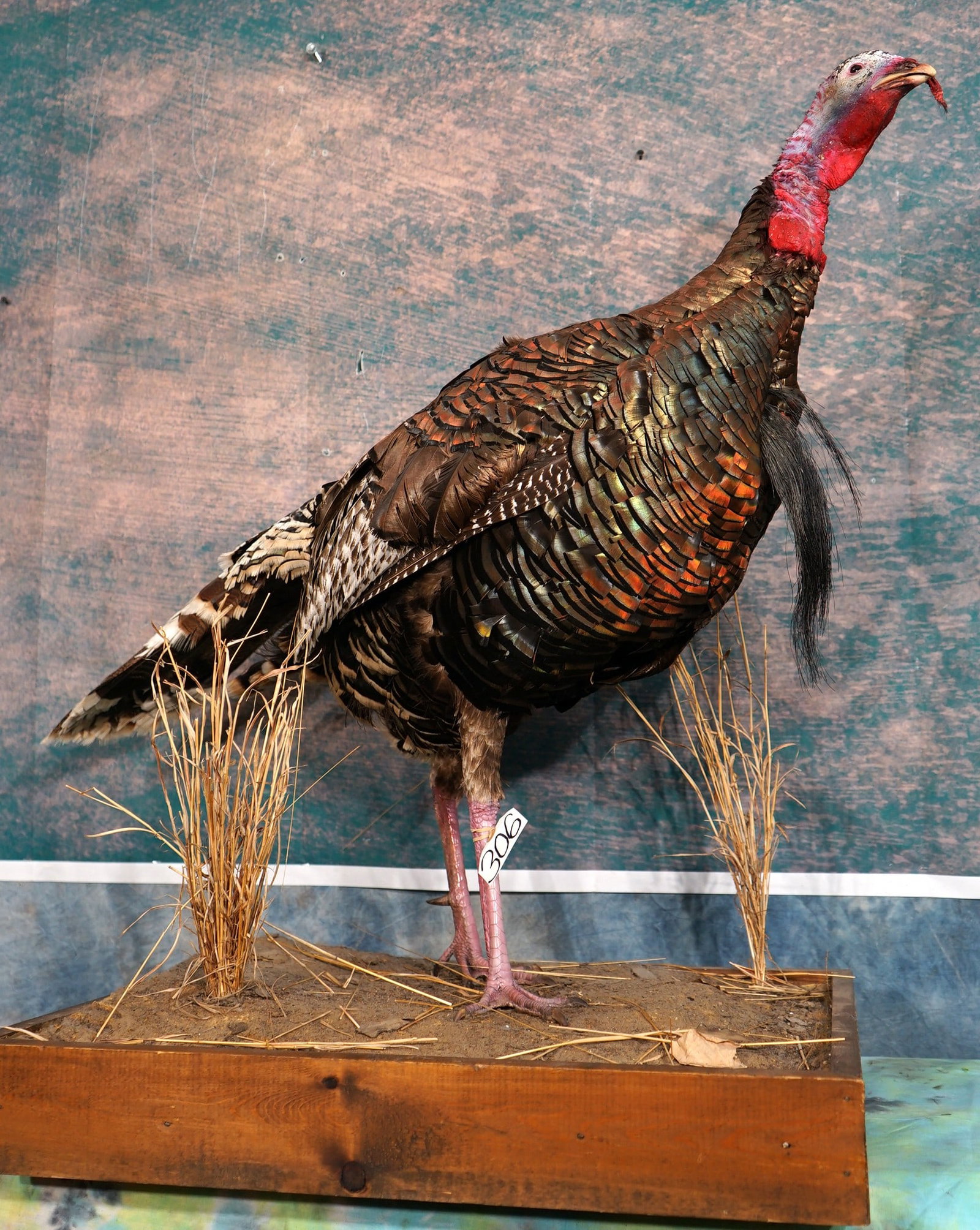 Double Bearded Merriam's Wild Turkey Gobbler Taxidermy Bird Mount: This mount is clean and excellent condition. This old Gobbler has two beards. The mount is done in a natural lifelike pose with excellent quality taxidermy. This Turkey grades a high 9.5.