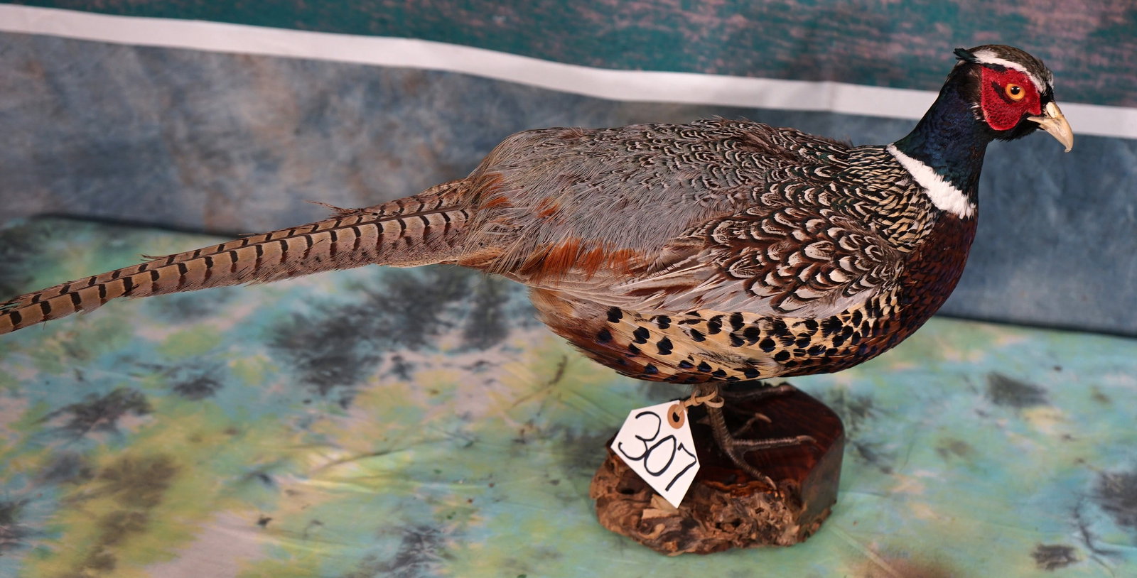 Beautiful Standing Ringneck Pheasant Taxidermy Bird Mount: This mount is clean and it is mint-like condition. This Pheasant has bright and beautiful colors. The quality of the taxidermy grades a very high 9.75.