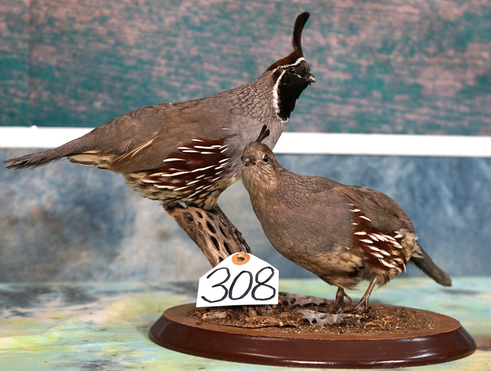 Stunning Pair of California Quail Taxidermy Bird Mount: This pair of Quail are clean, and they are in mint-like condition. These Birds have great expression, and they really look alive. The taxidermy is outstanding, and this mount grades a perfect 10.