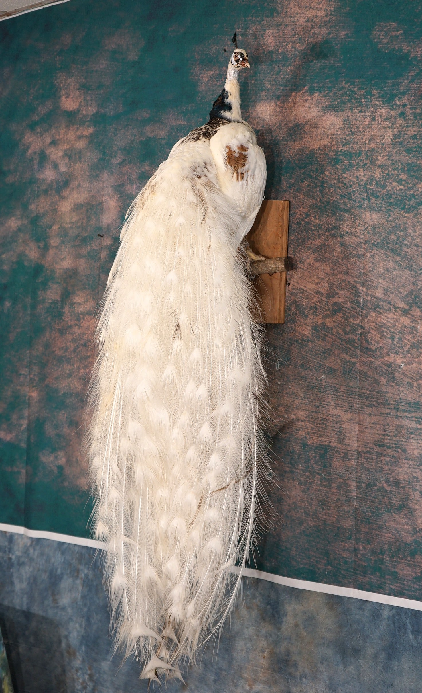 Very Pretty Piebald Peacock Full Body Taxidermy Bird Mount: This is a brand new mount just recently finished. The mount is very lifelike, clean, and in mint condition. This Peacock is gorgeous with a beautiful array of vibrant colors. From the top of the head 