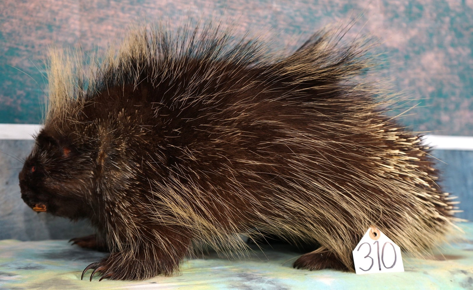 American Porcupine Full Body Taxidermy Mount