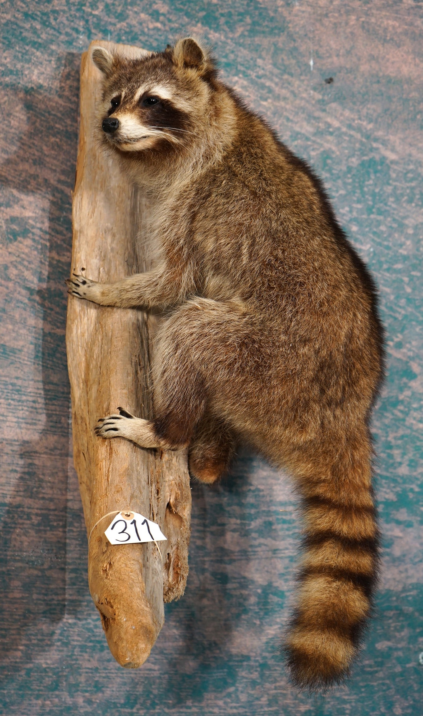 Raccoon Full Body Mount Taxidermy Mount: This mount is clean and it is in very good condition. This is a freeze dried type of mount, and not a conventional type. The taxidermy quality is average, and this Raccoon grades a 7.