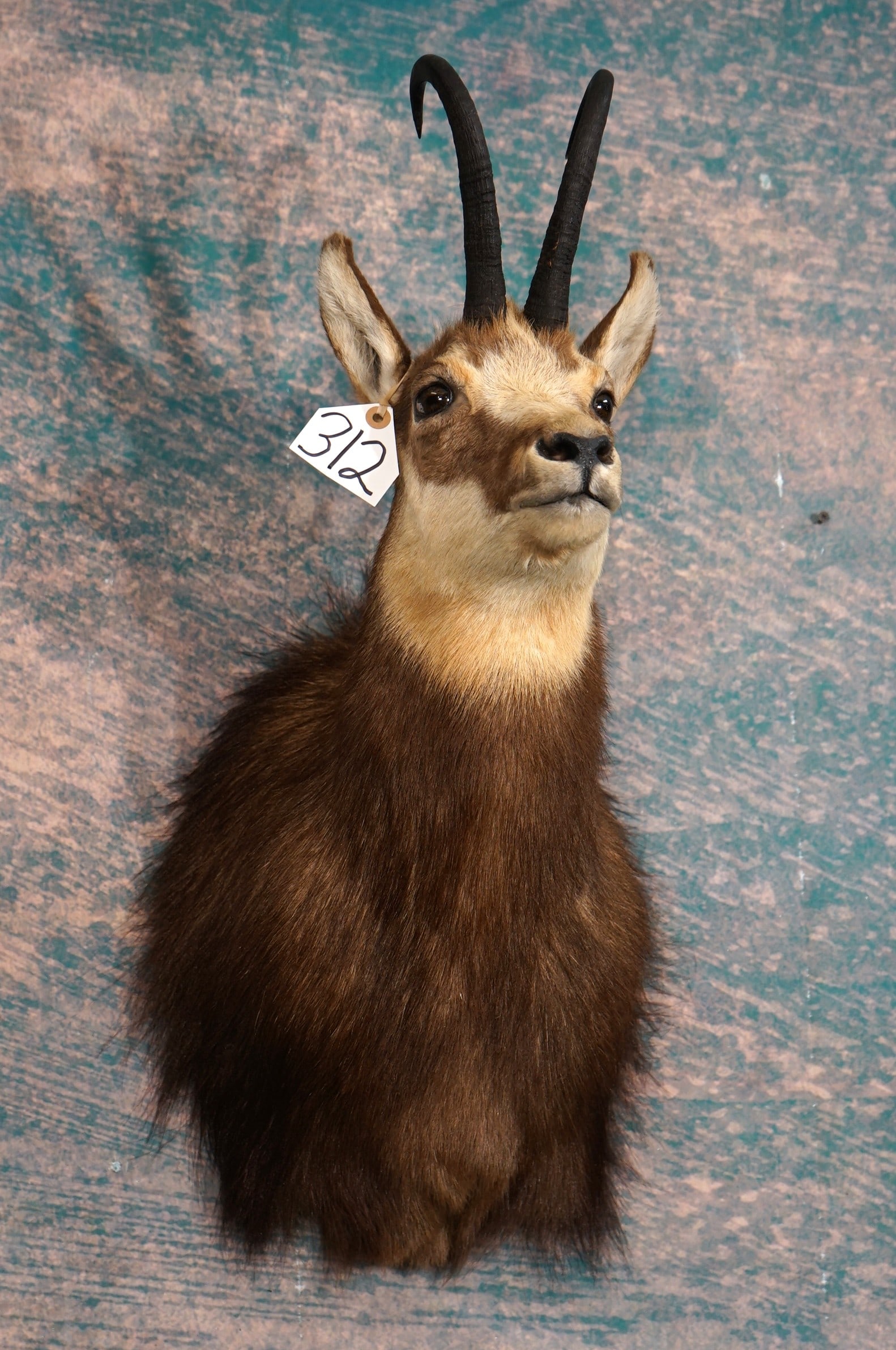 Record Class Alpine Chamois Shoulder Taxidermy Mount: This mount is clean and in mint condition. This is a Gold Medal trophy. The quality of the taxidermy is outstanding, and this Chamois grades a solid 10.